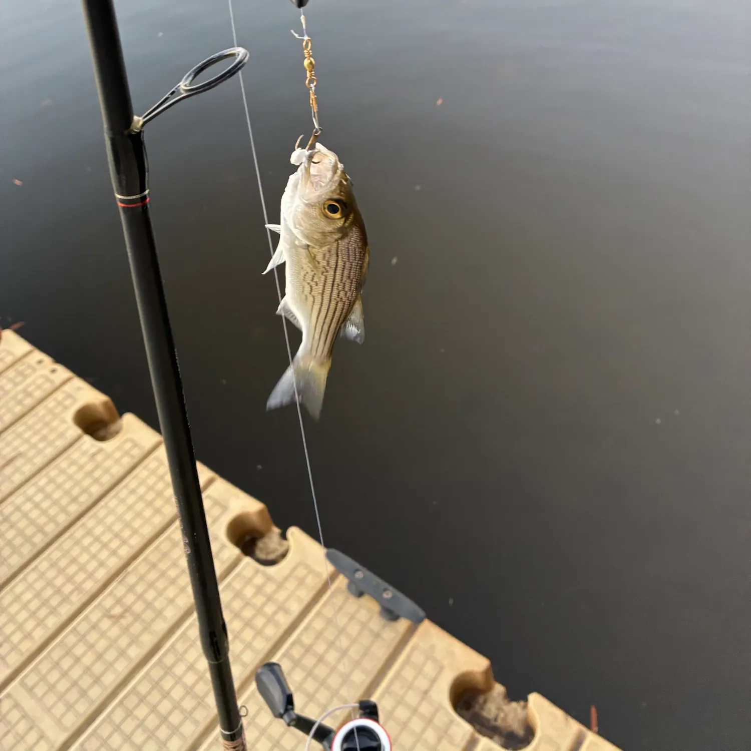 Striped bass caught on Fishbrain