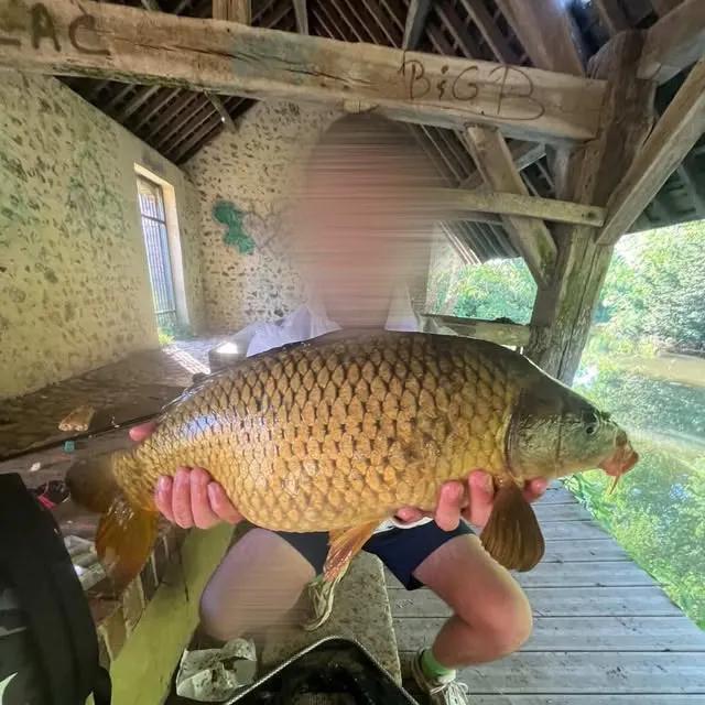 Common carp caught on Fishbrain