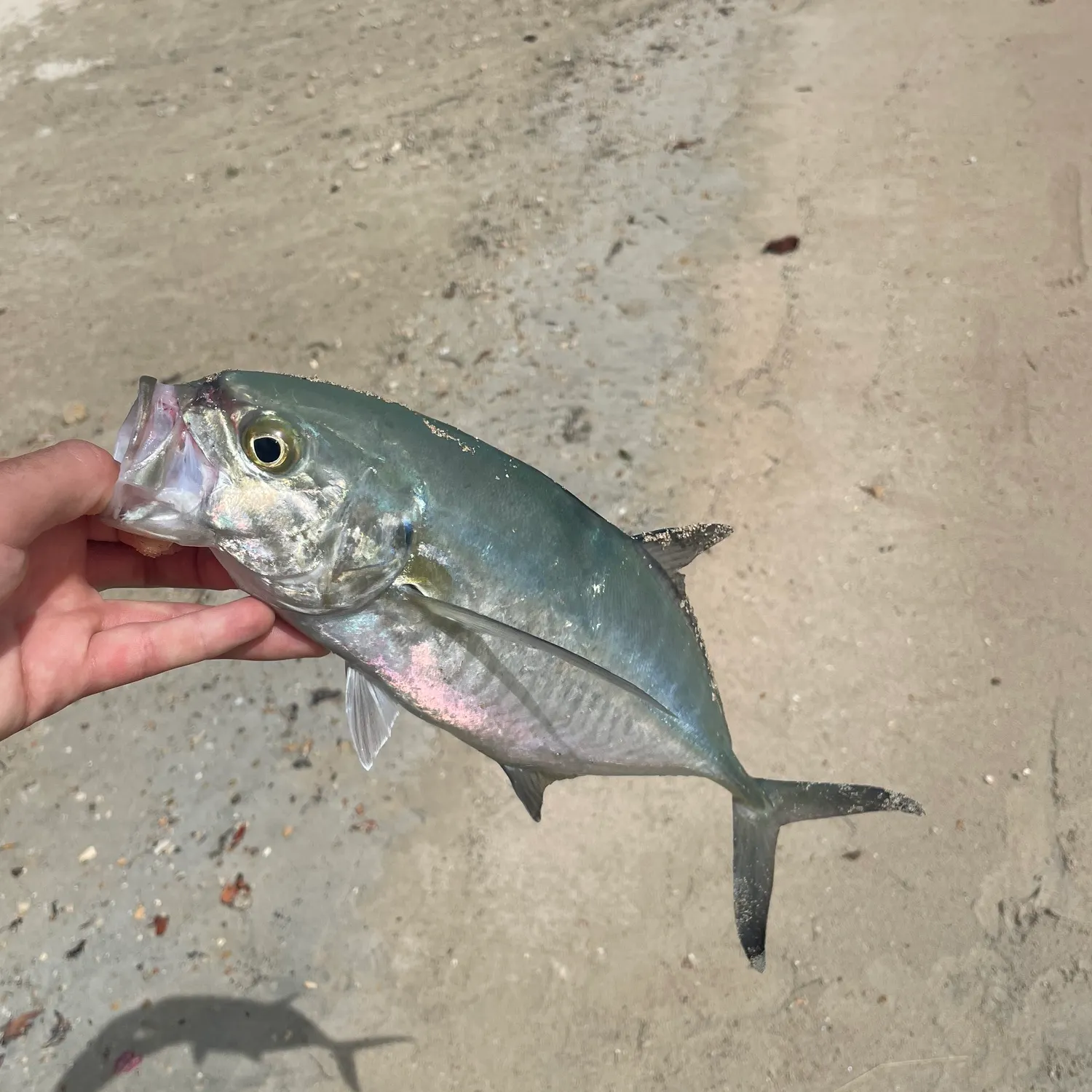 The most popular recent Bar jack catch on Fishbrain