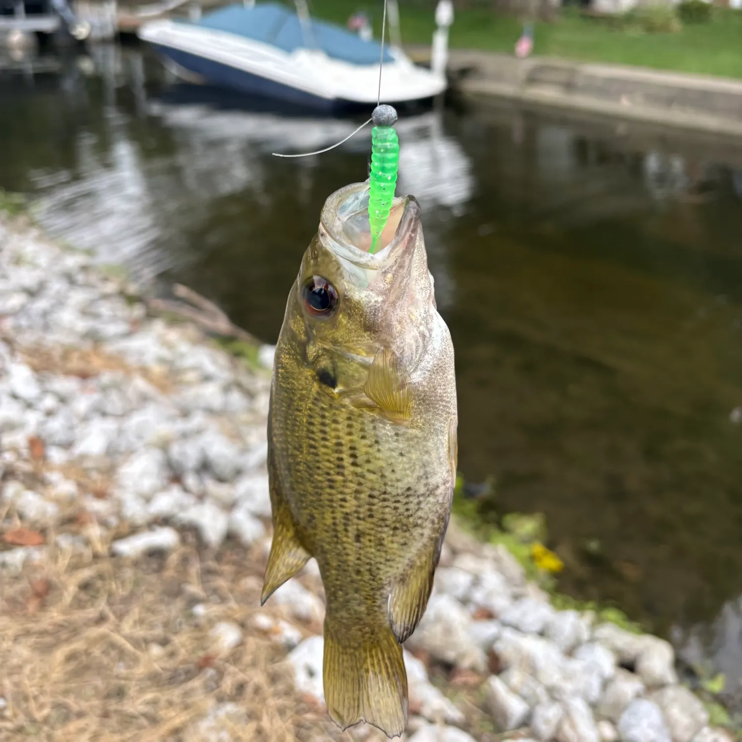 Rock bass caught on Fishbrain