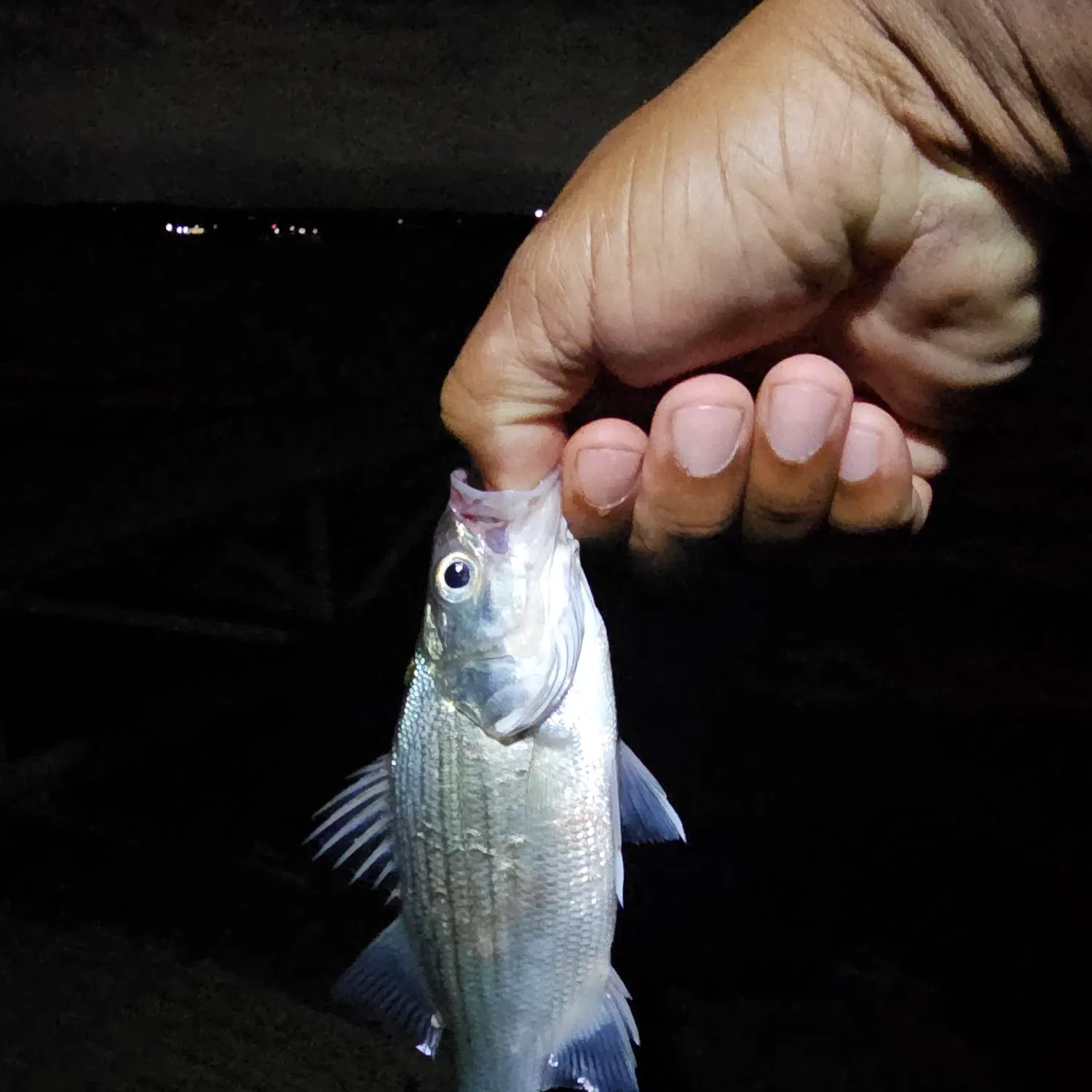 White bass caught on Fishbrain