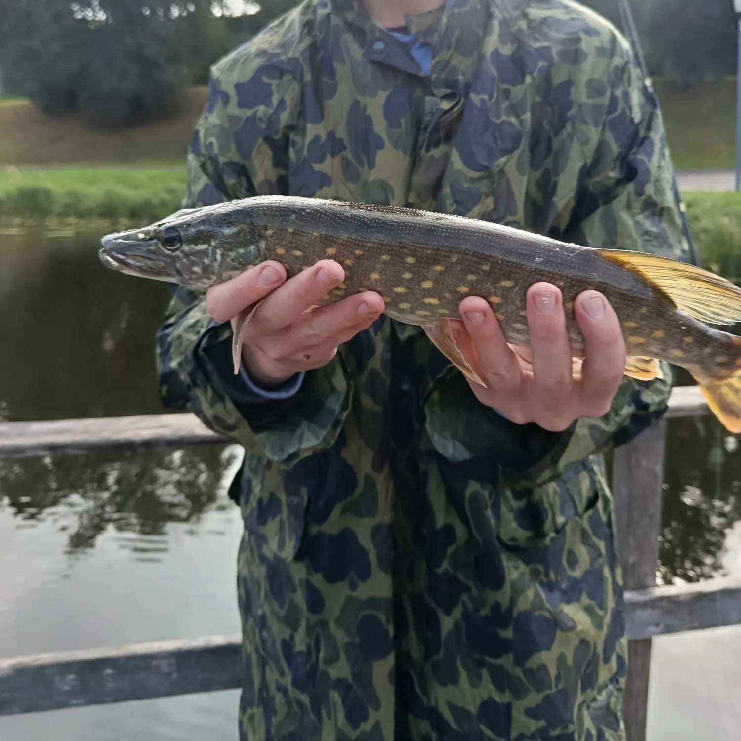 Northern pike caught on Fishbrain