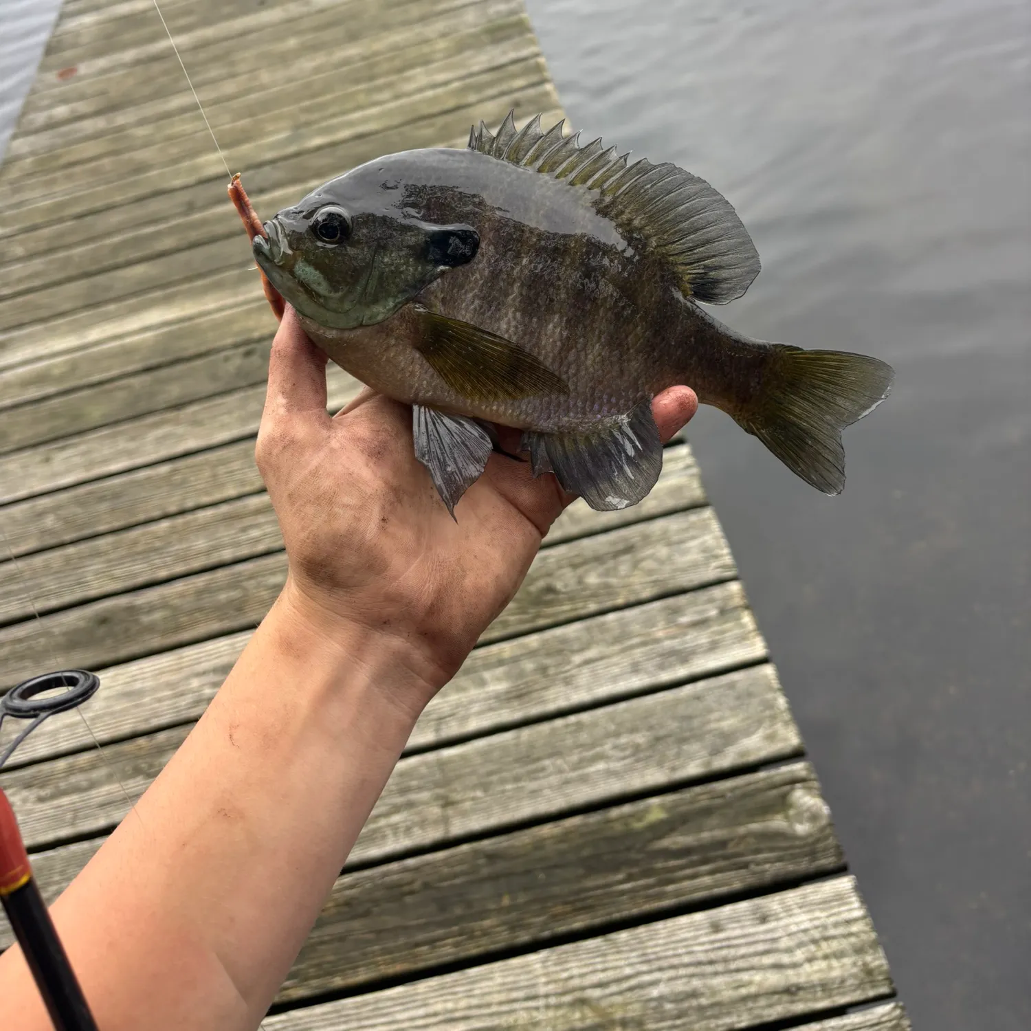 Bluegill caught on Fishbrain