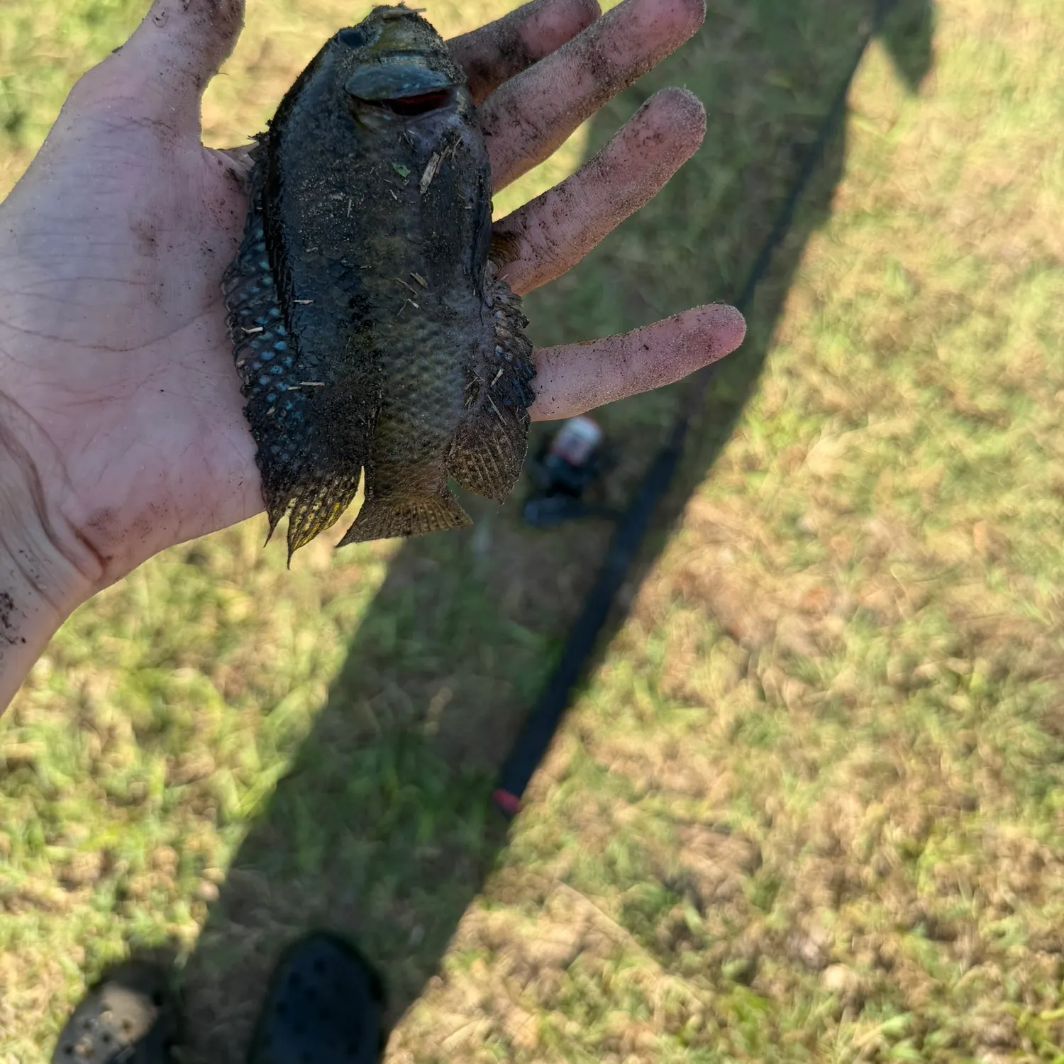 The most recent Jack Dempsey cichlid catches on Fishbrain