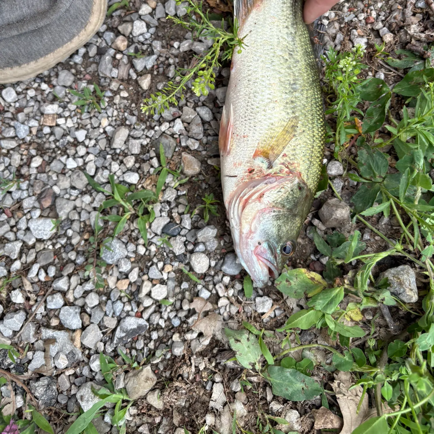 Largemouth bass caught on Fishbrain