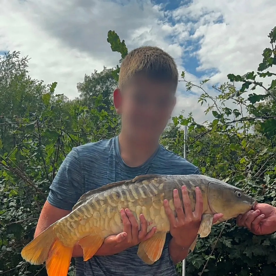 Mirror carp caught on Fishbrain