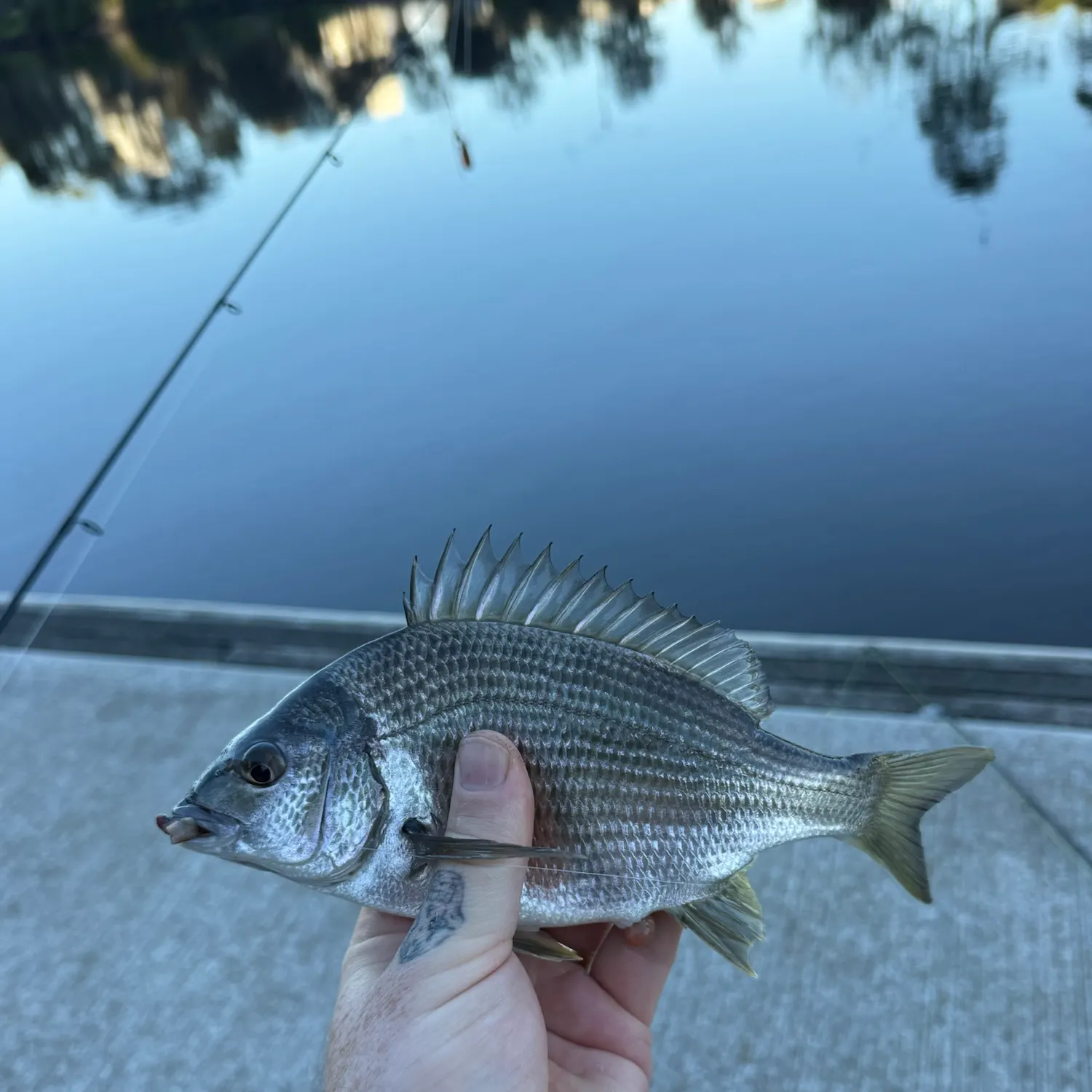Southern black bream caught on Fishbrain