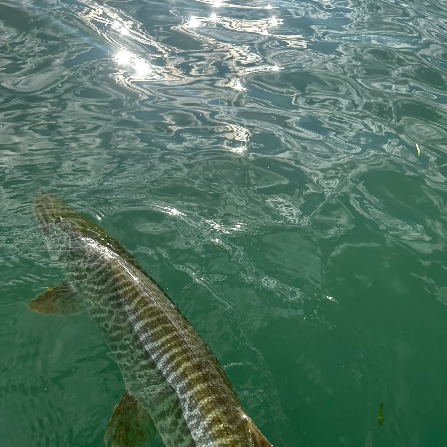 Tiger muskie caught on Fishbrain