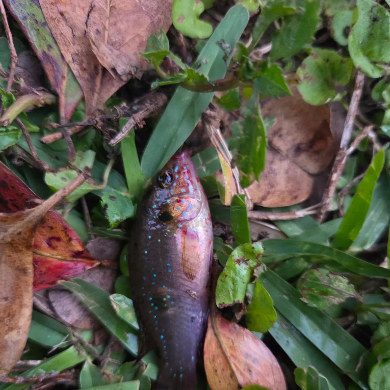 The most recent African Jewelfish catches on Fishbrain