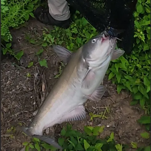 Blue catfish caught on Fishbrain