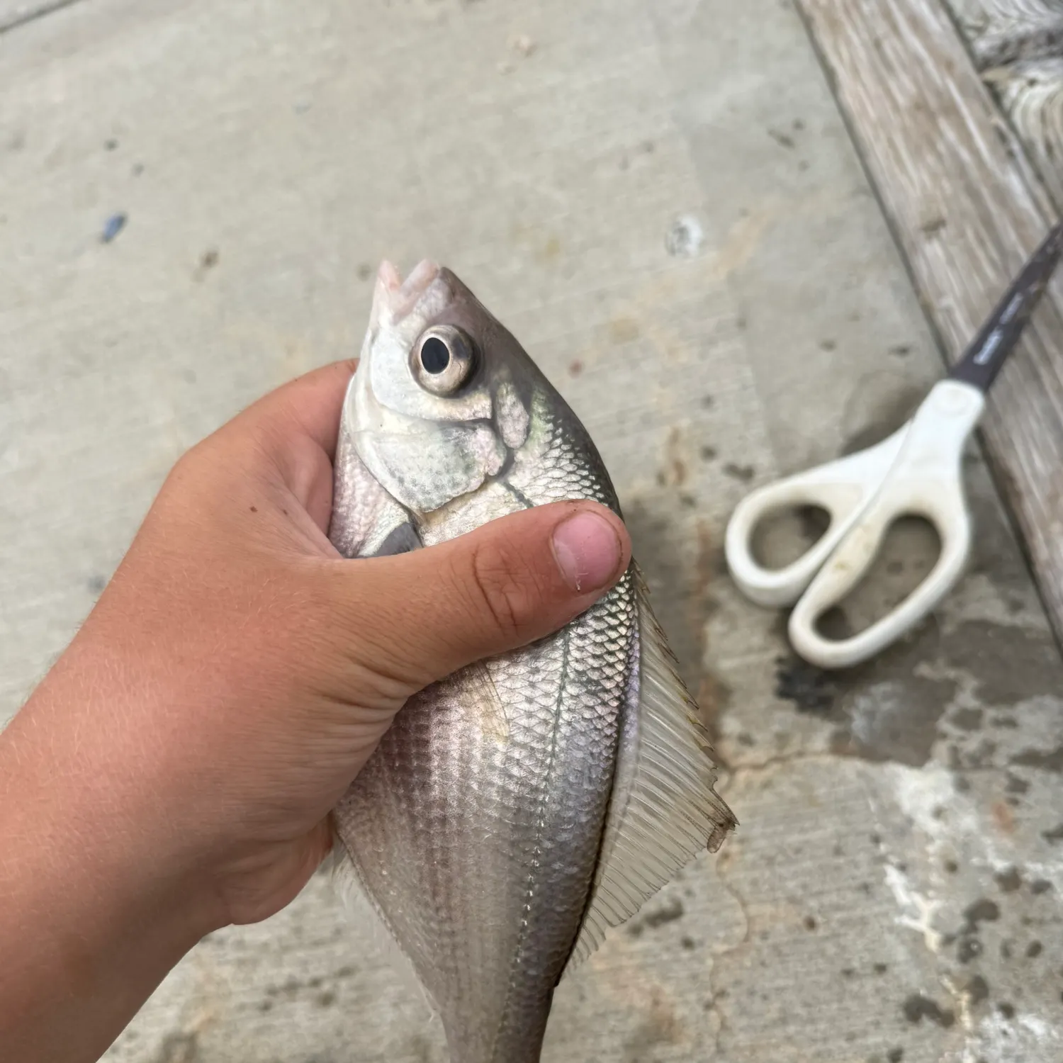 The most recent White seaperch catches on Fishbrain