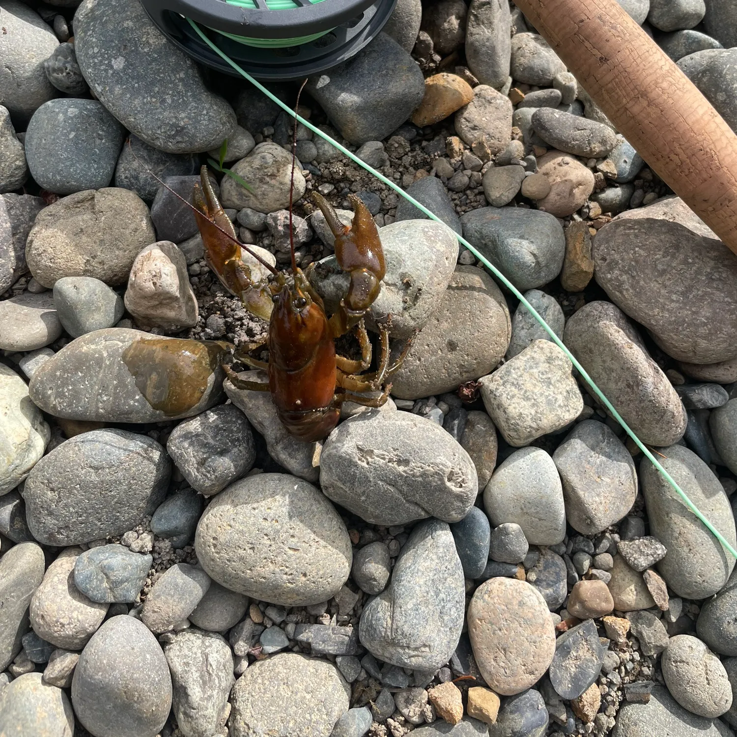 The most recent Northern clearwater crayfish catches on Fishbrain