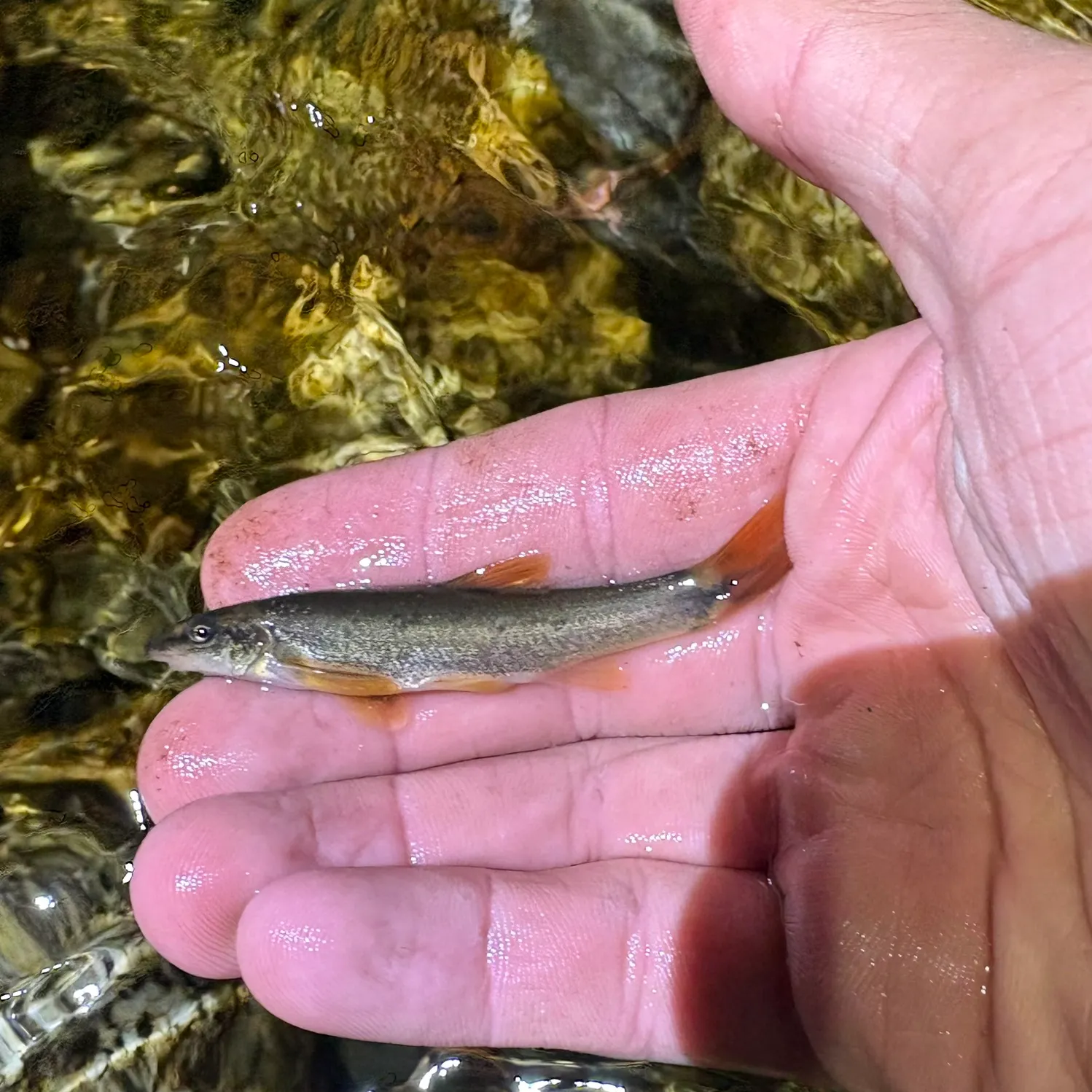 The most recent Longnose dace catches on Fishbrain