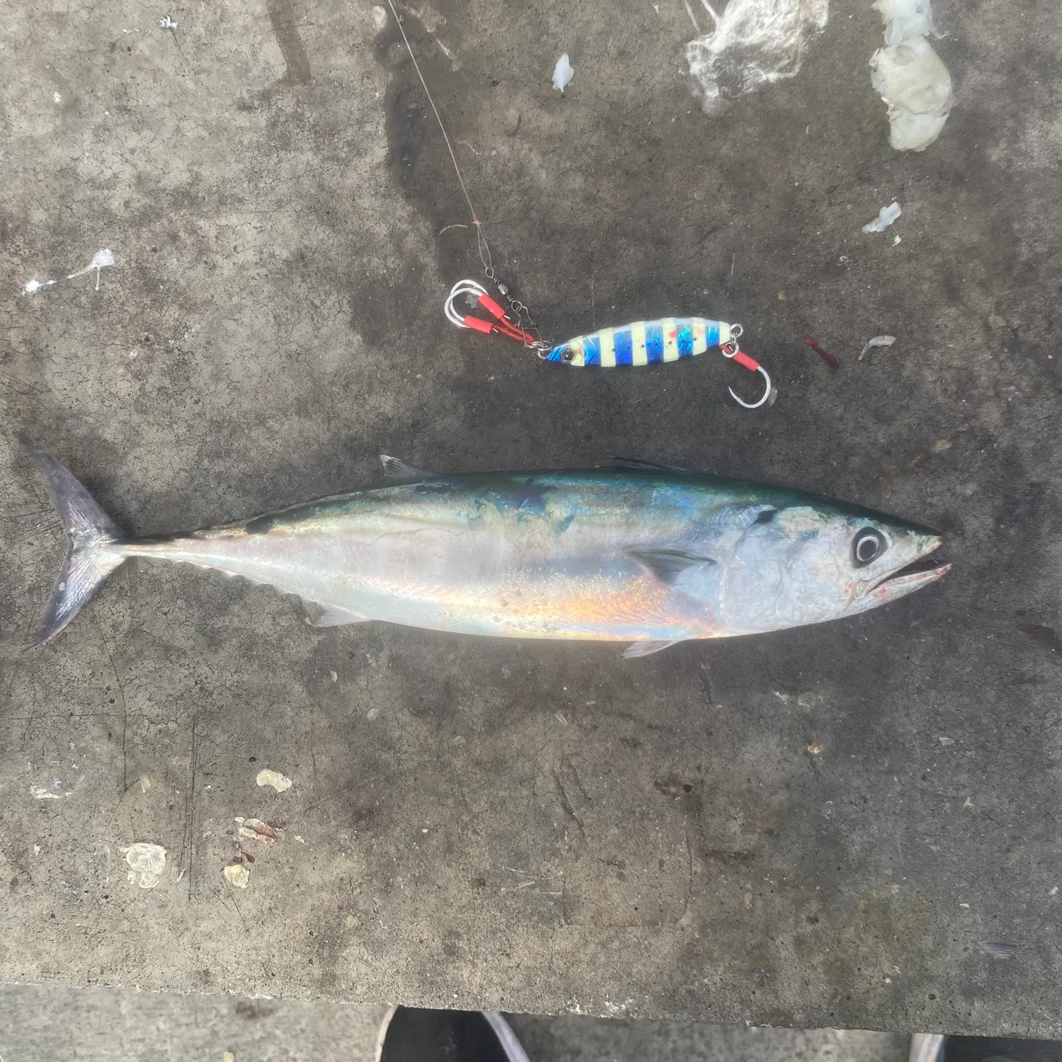 The most recent Pacific bonito catches on Fishbrain