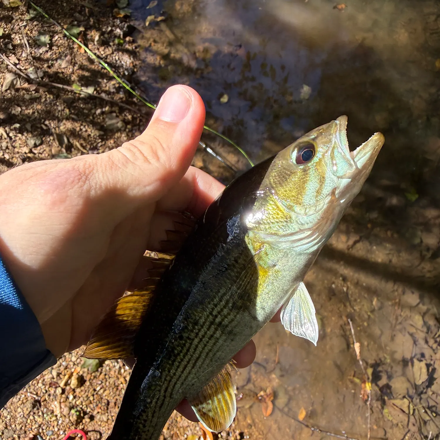 The most recent Warrior bass catches on Fishbrain