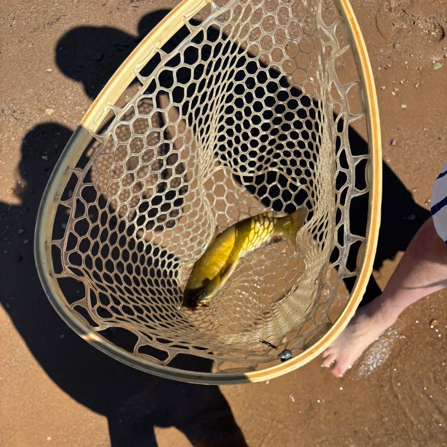 Black bullhead caught on Fishbrain
