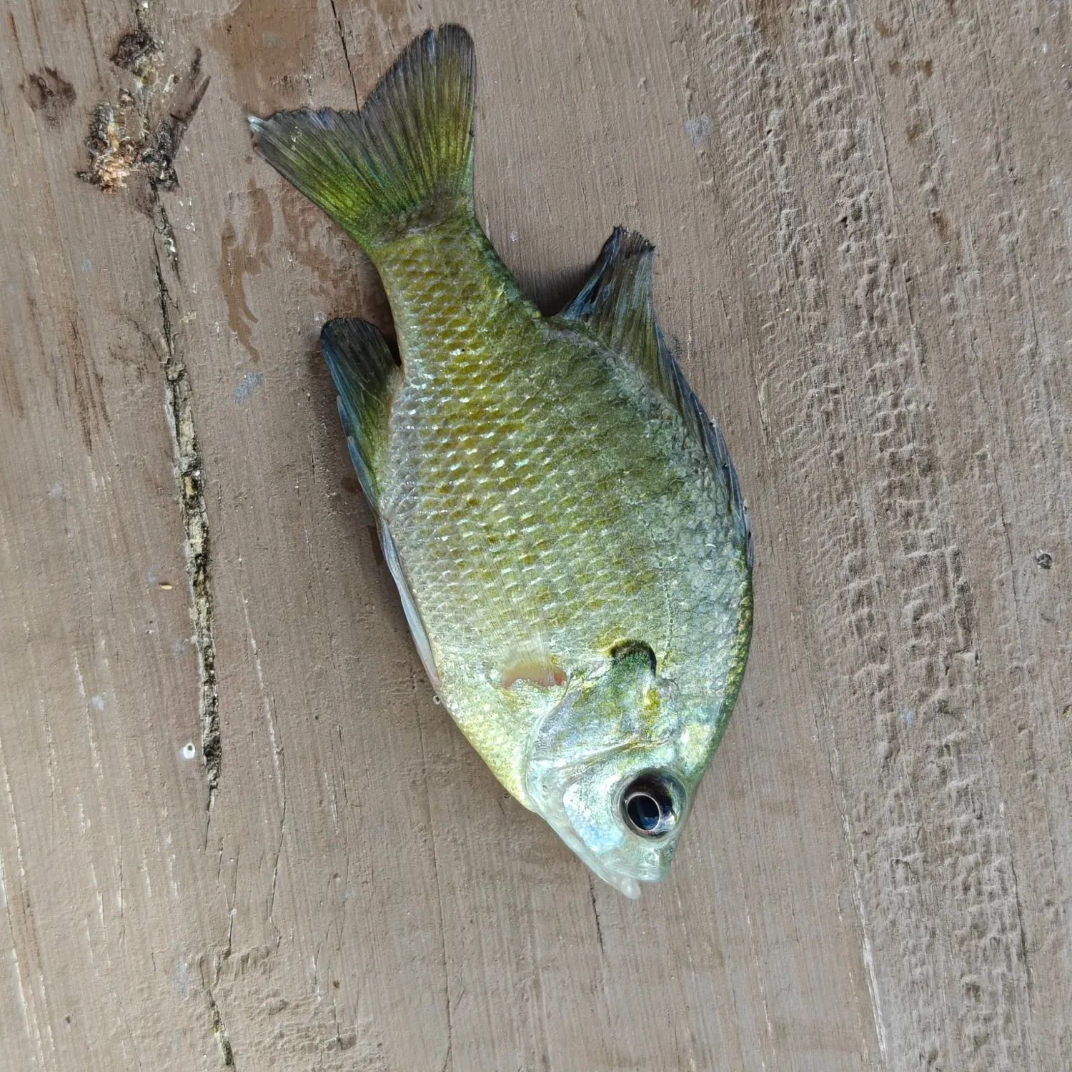 Bluegill caught on Fishbrain