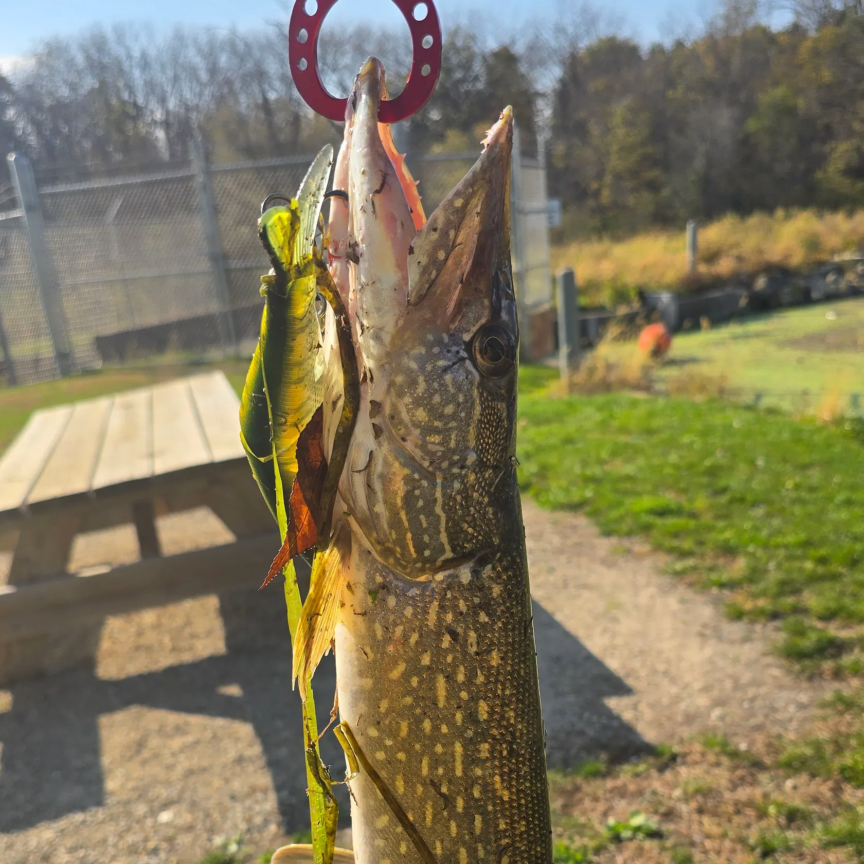 Northern pike caught on Fishbrain