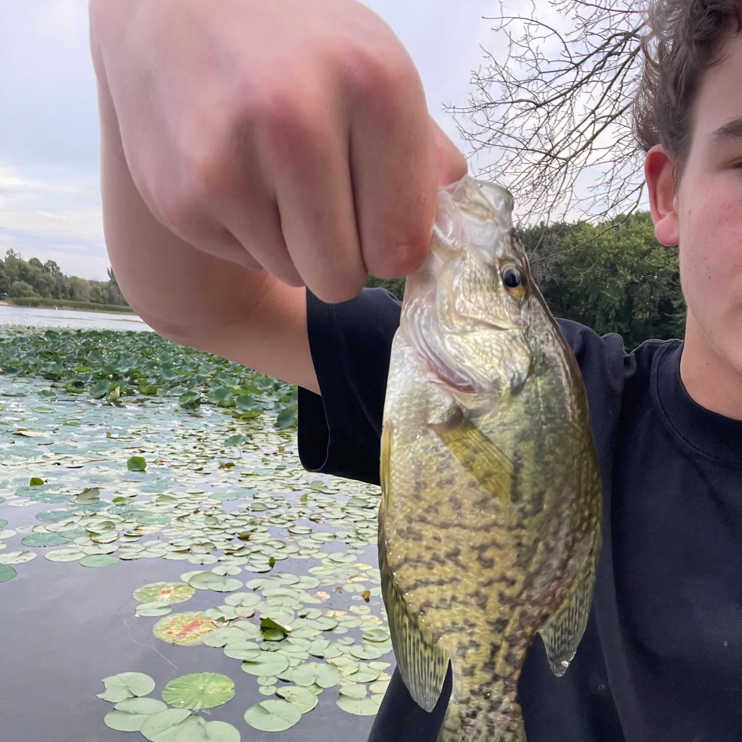 Black crappie caught on Fishbrain