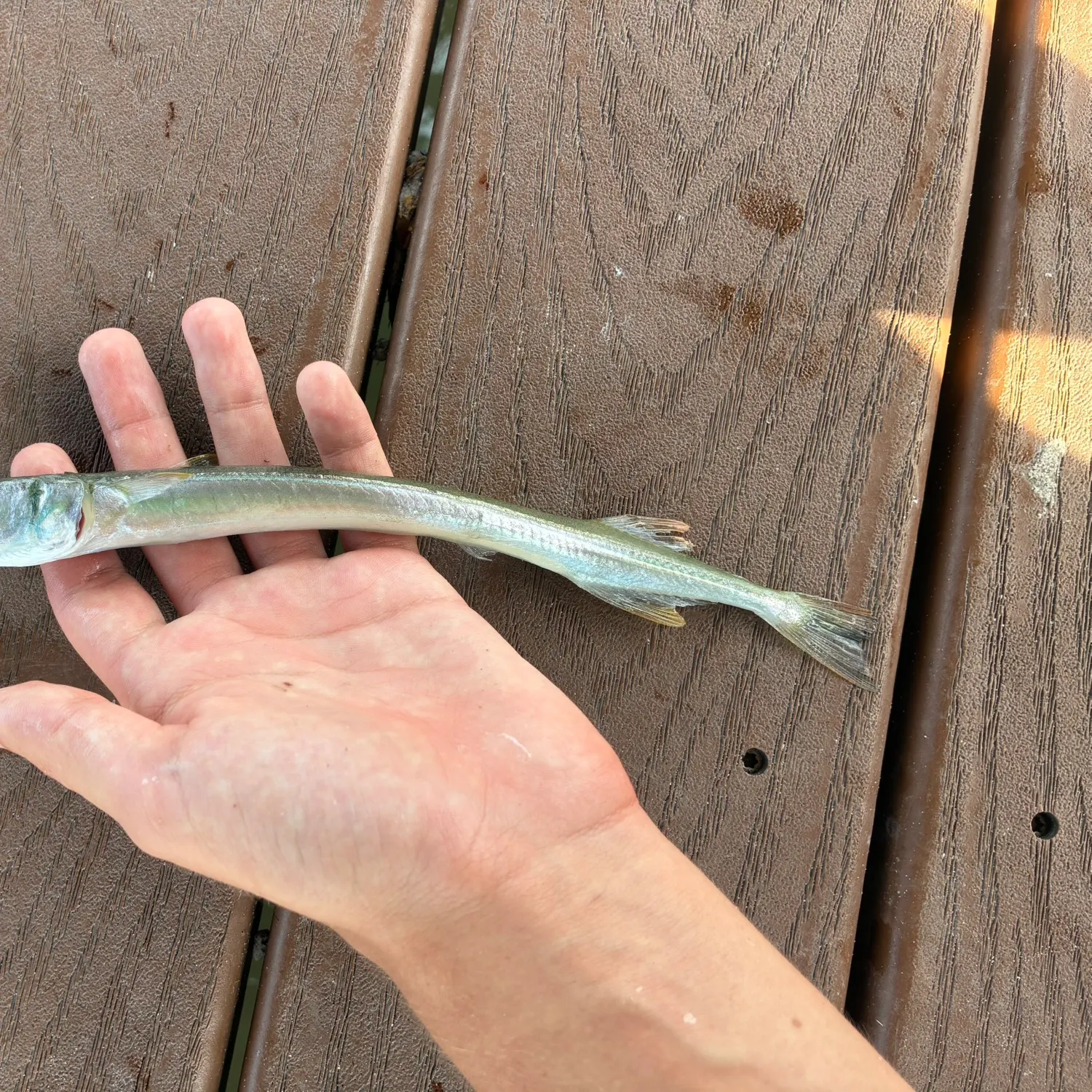 The most recent Redfin needlefish catches on Fishbrain