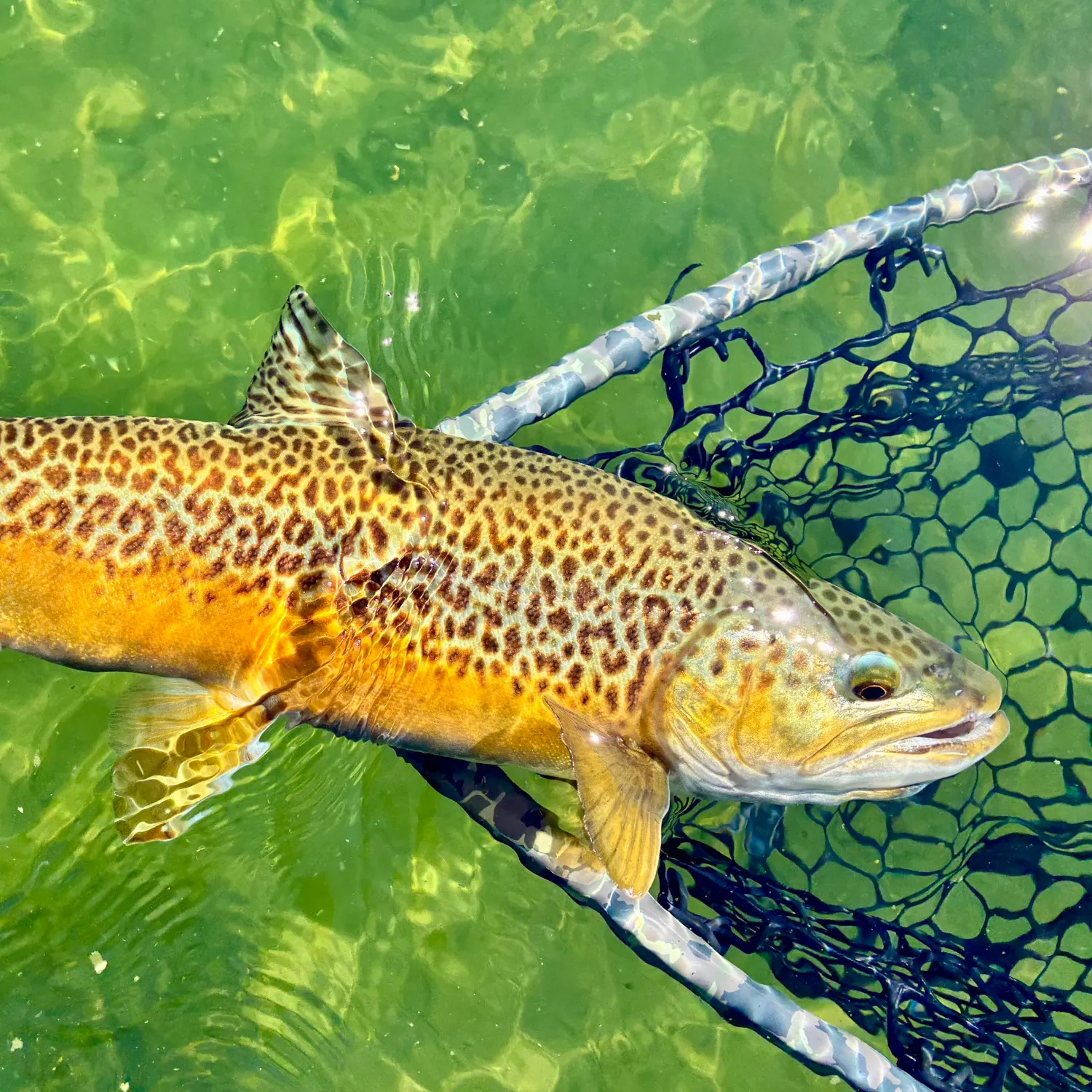 Tiger trout caught on Fishbrain