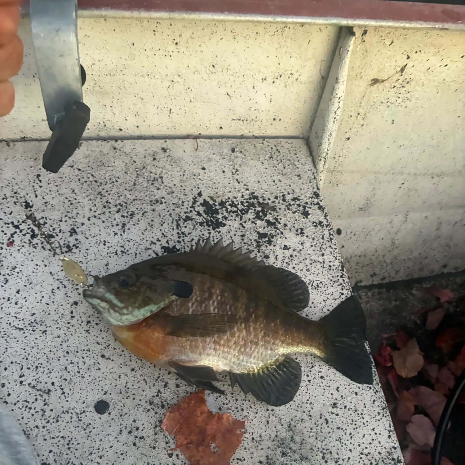 Bluegill caught on Fishbrain