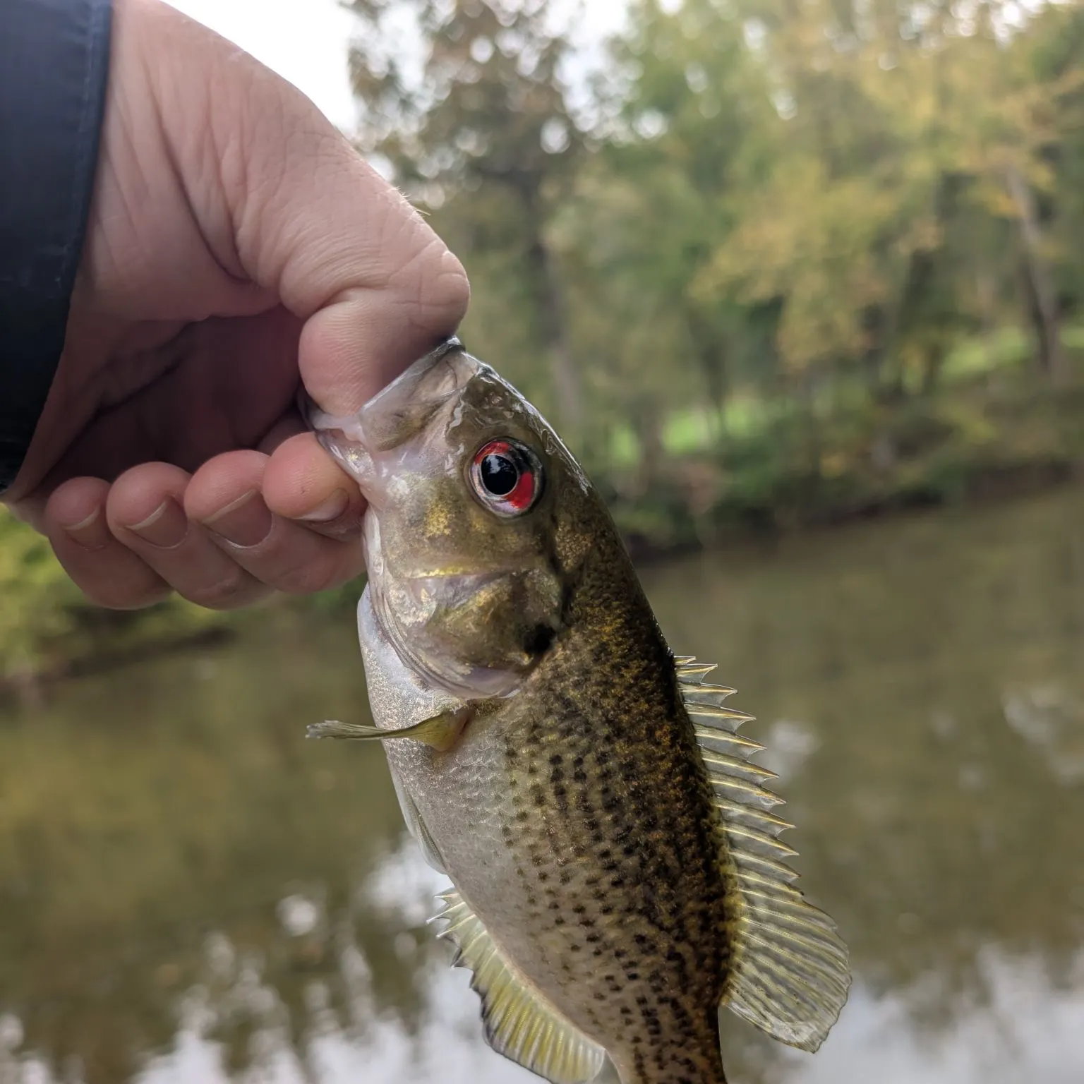 Rock bass caught on Fishbrain
