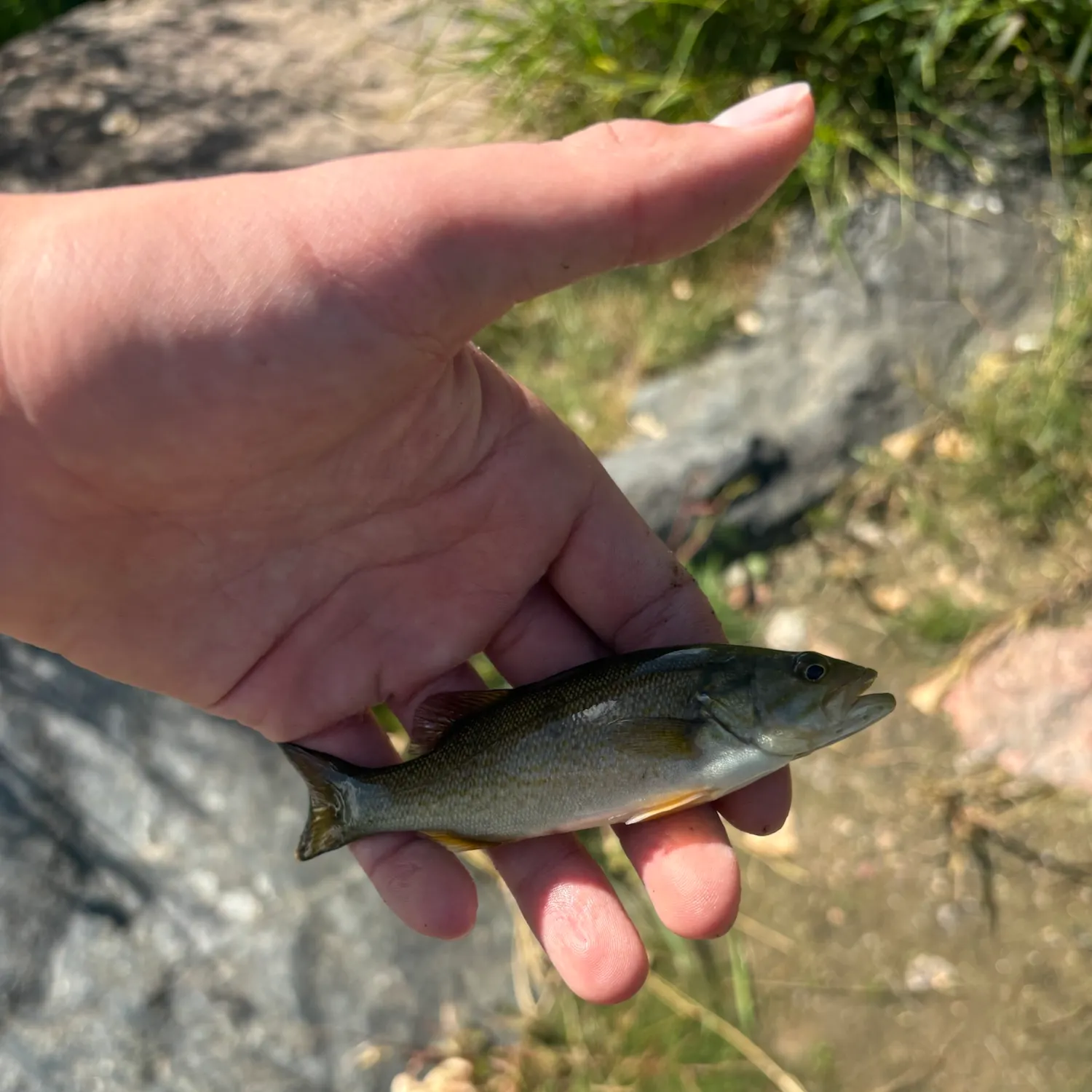 Smallmouth bass caught on Fishbrain