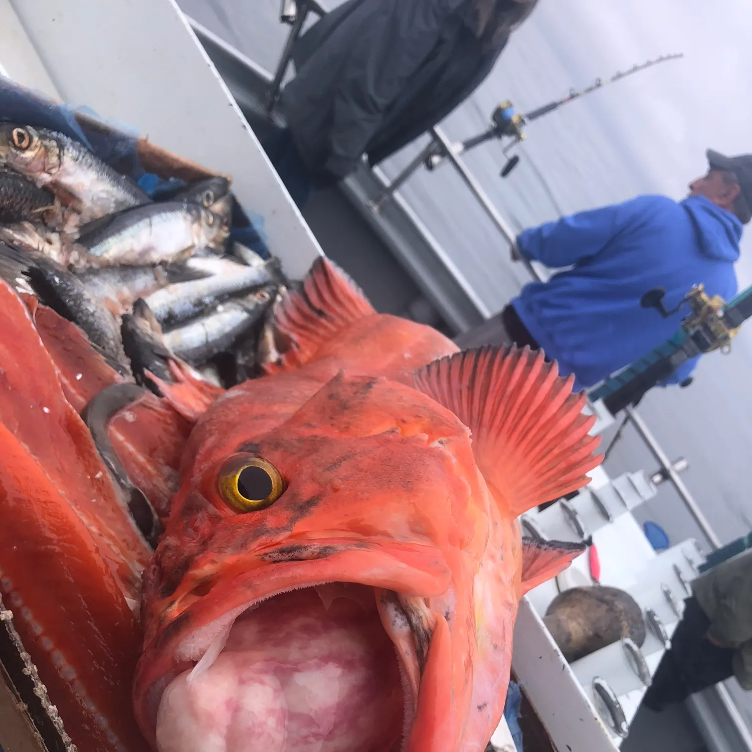 The most recent Yelloweye rockfish catches on Fishbrain