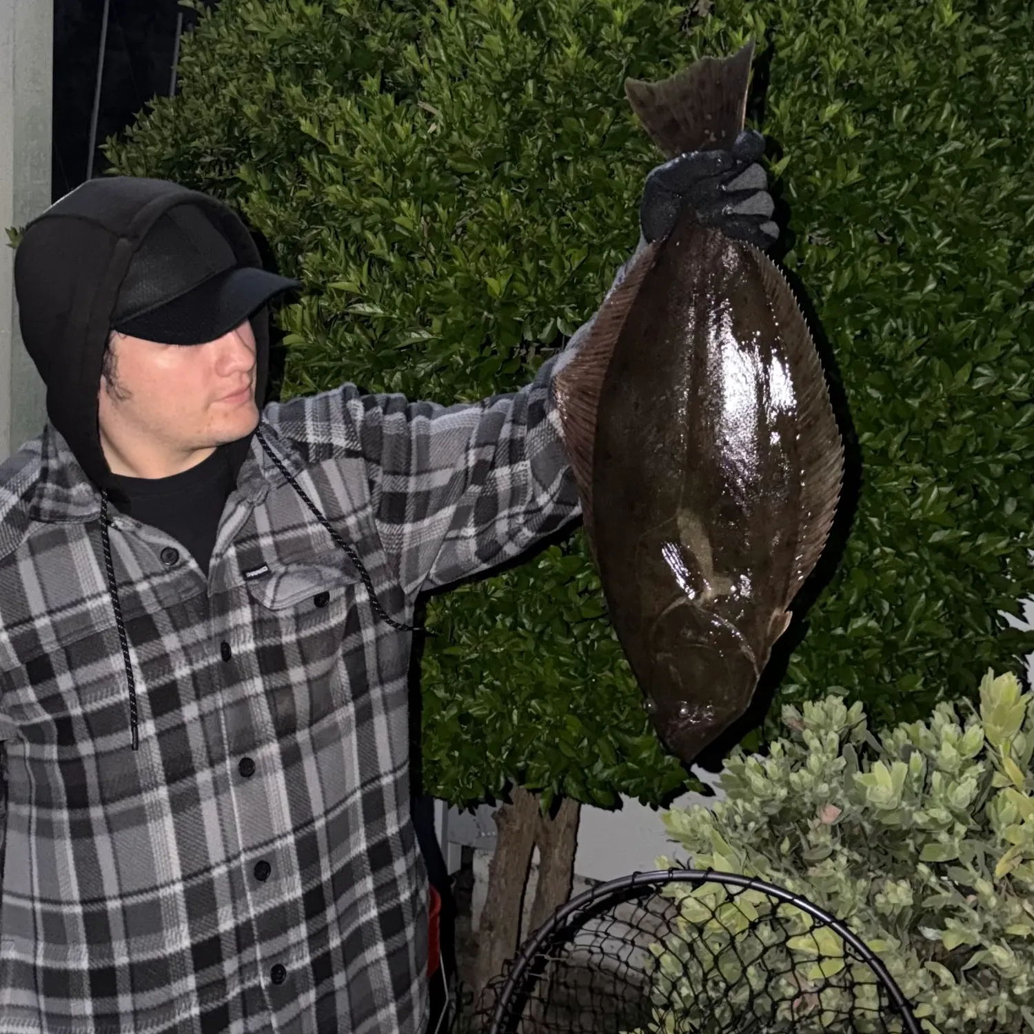 The most recent California halibut catches on Fishbrain