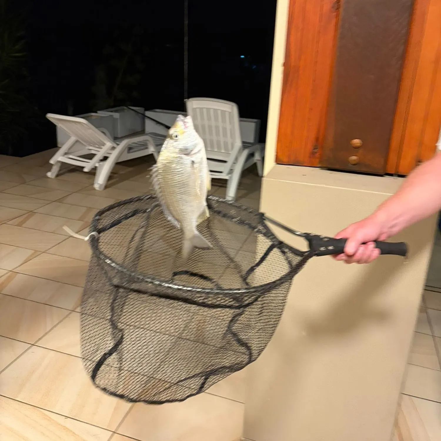 Surf bream caught on Fishbrain