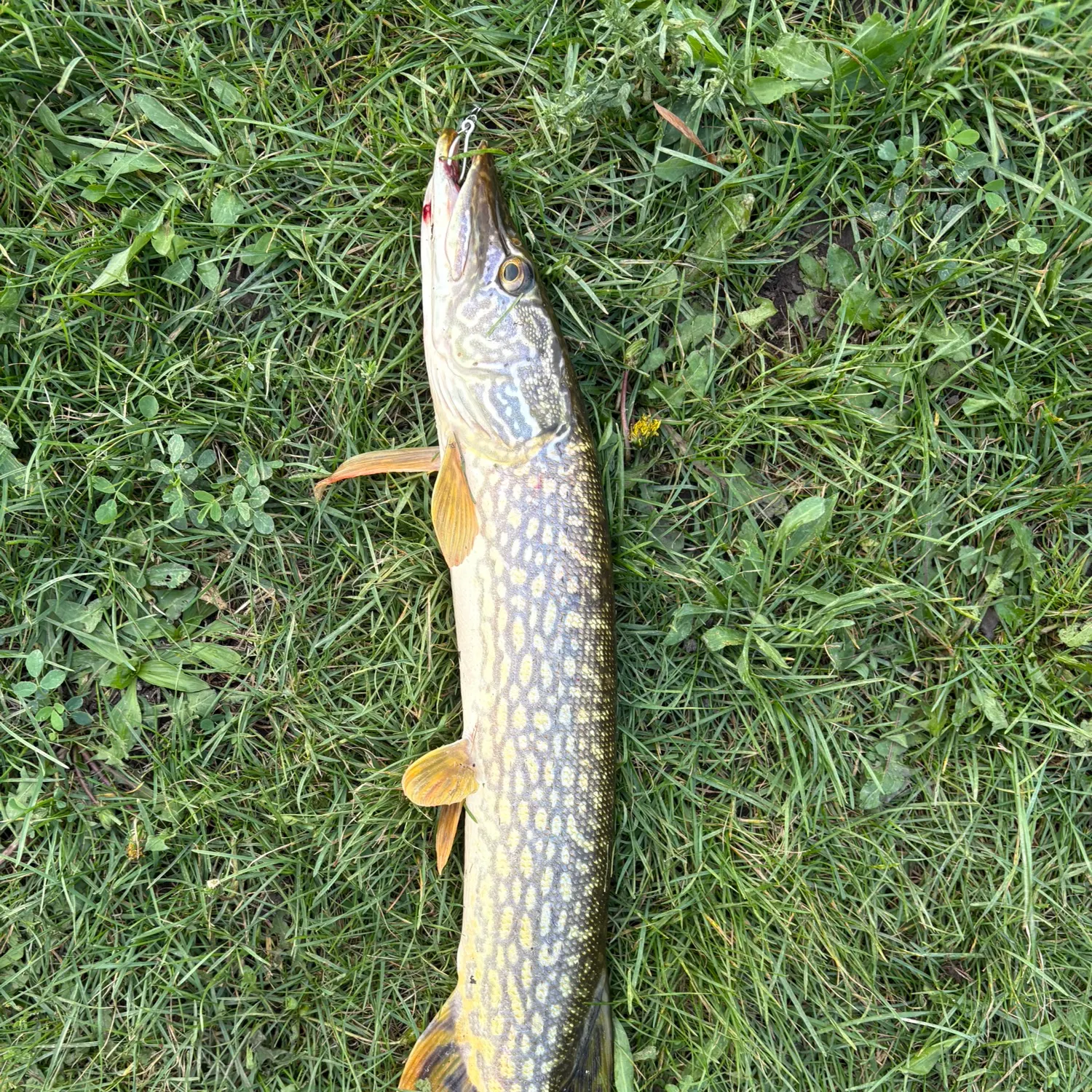 Northern pike caught on Fishbrain