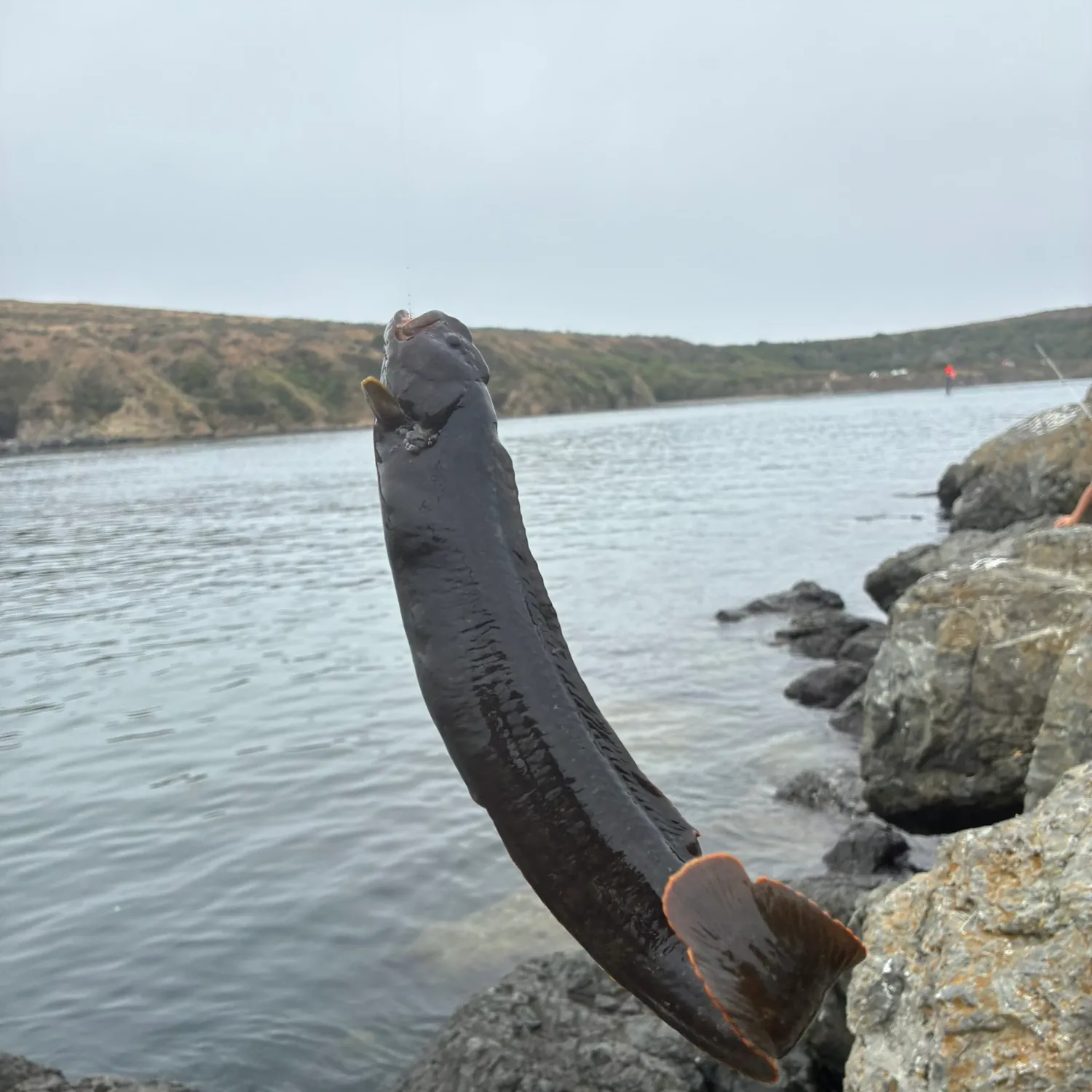 The most recent Monkeyface prickleback catches on Fishbrain