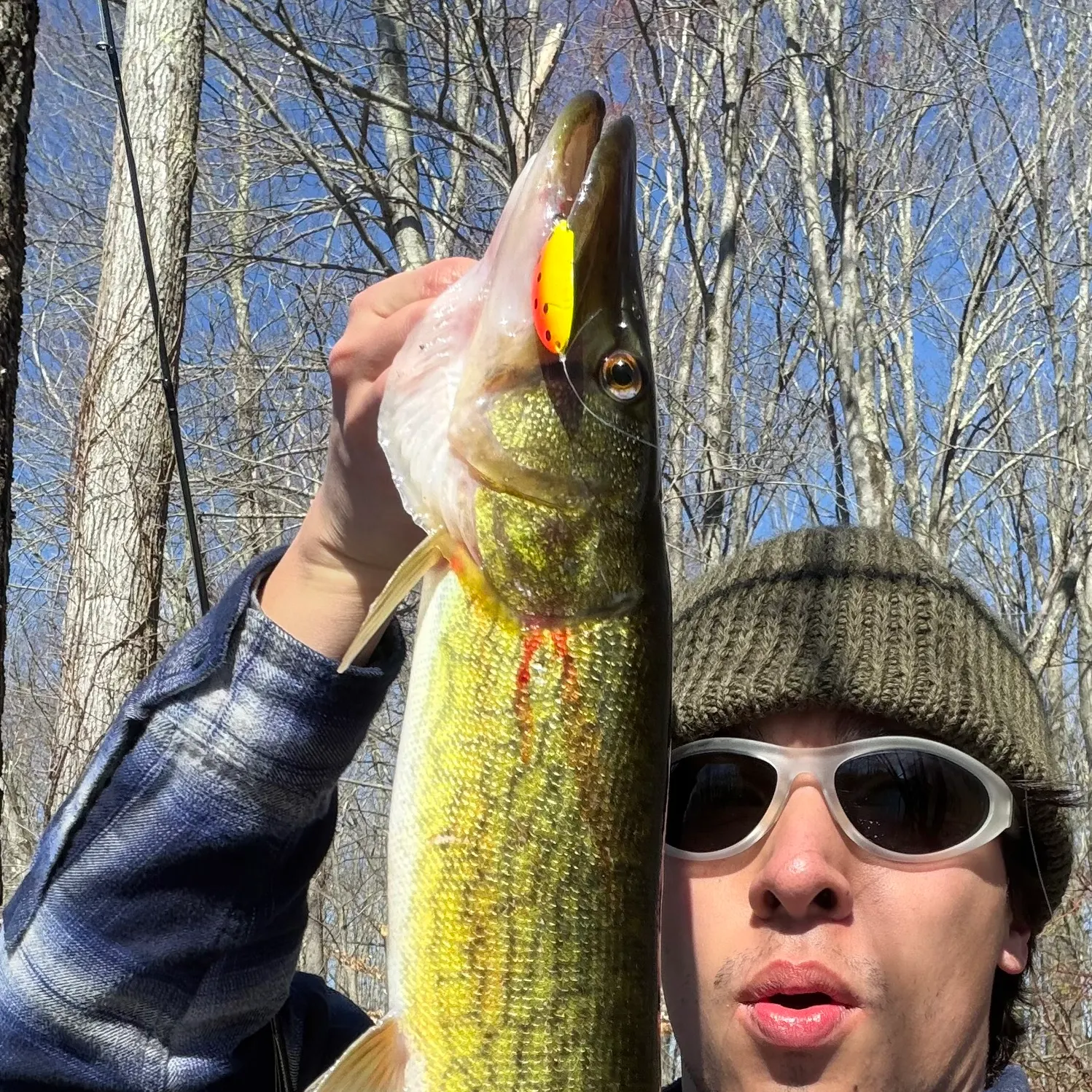 The most recent Chain pickerel catches on Fishbrain
