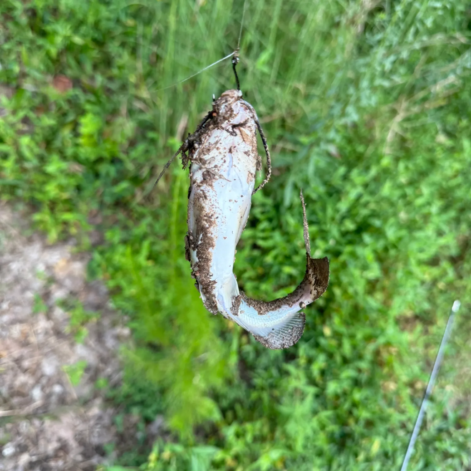 Channel catfish caught on Fishbrain
