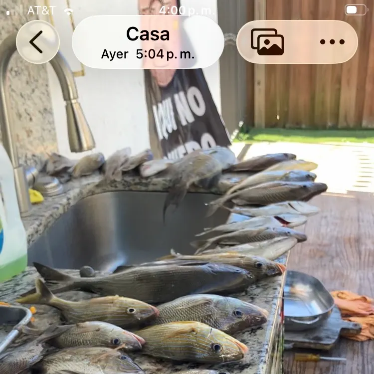 recently logged catches