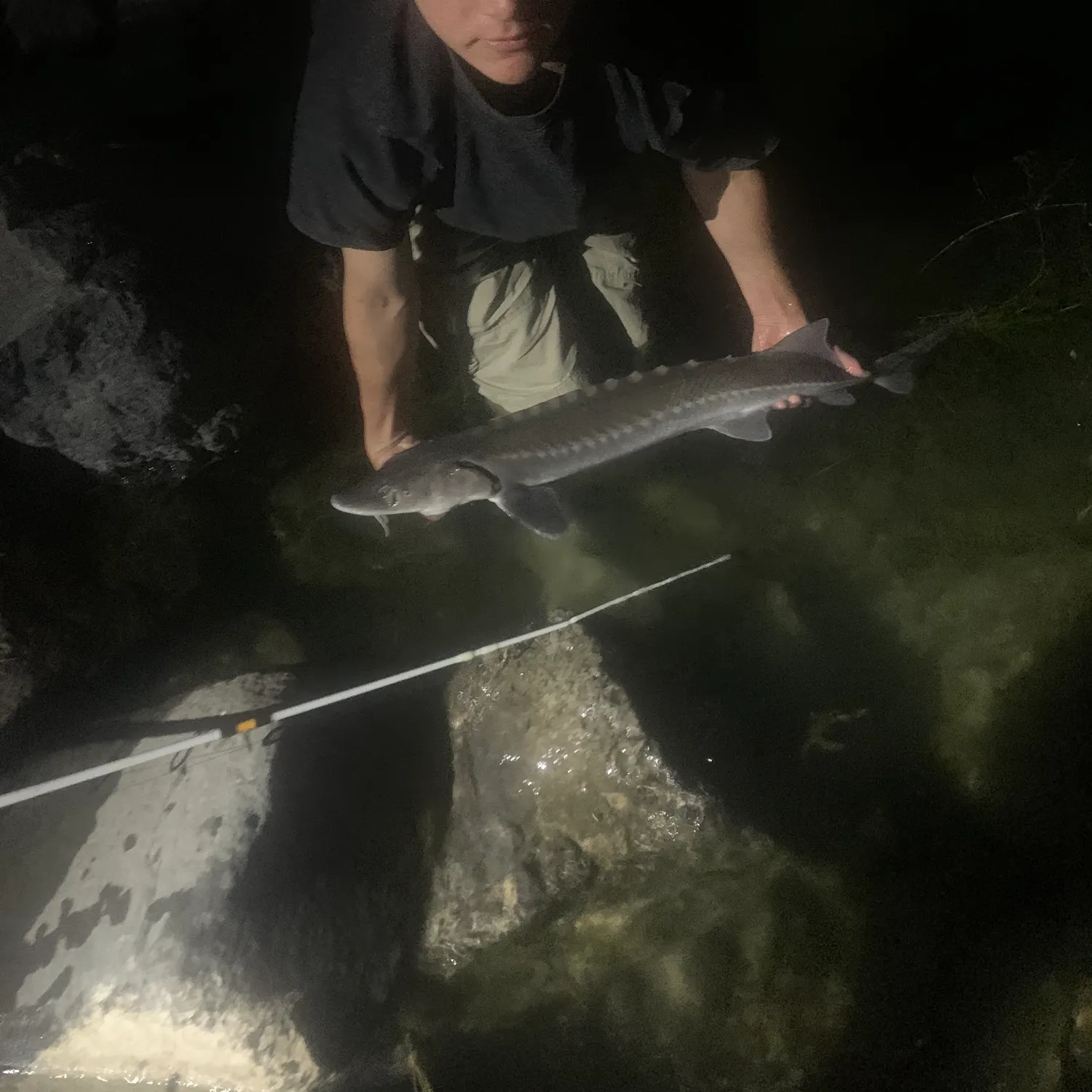 White sturgeon caught on Fishbrain