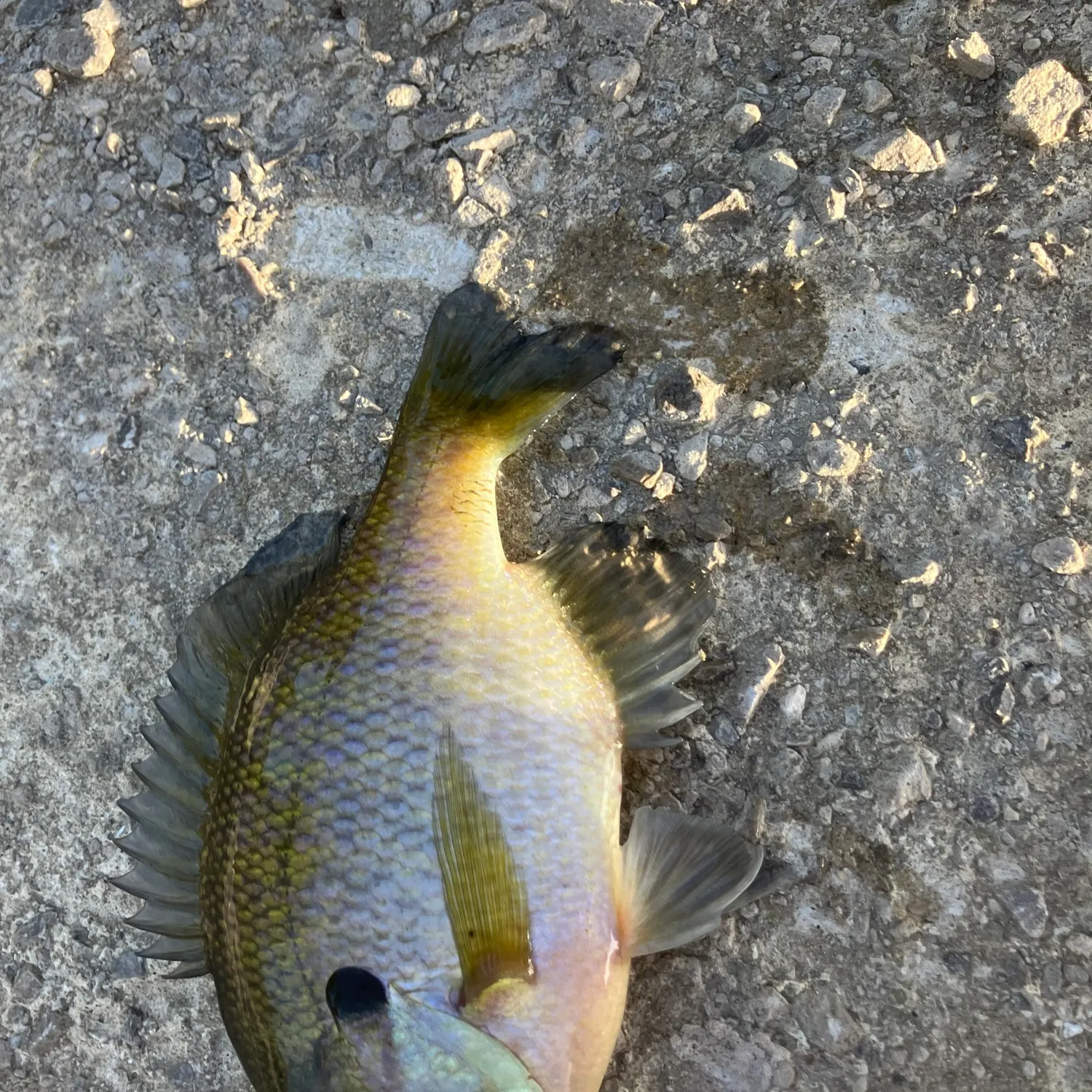 Bluegill caught on Fishbrain