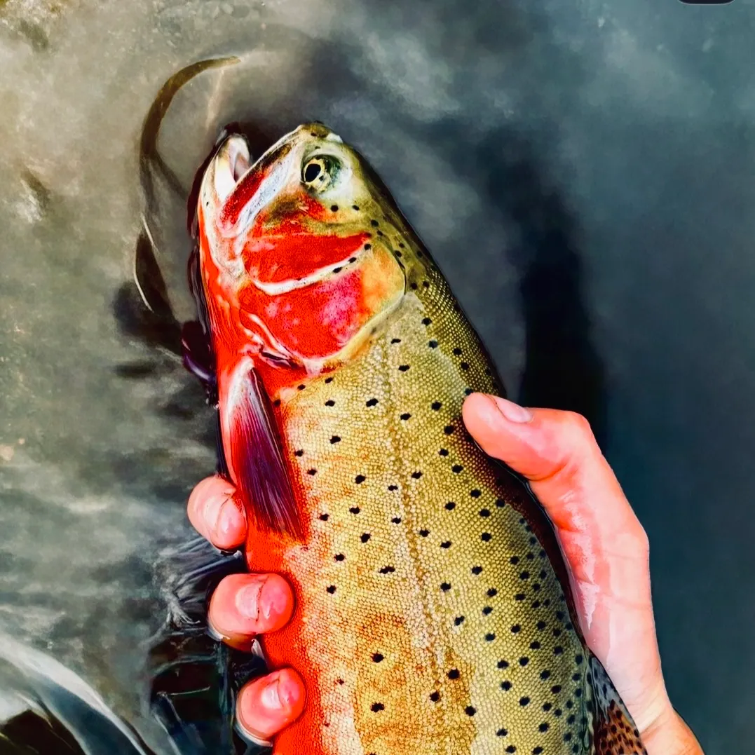 Colorado river cutthroat trout caught on Fishbrain