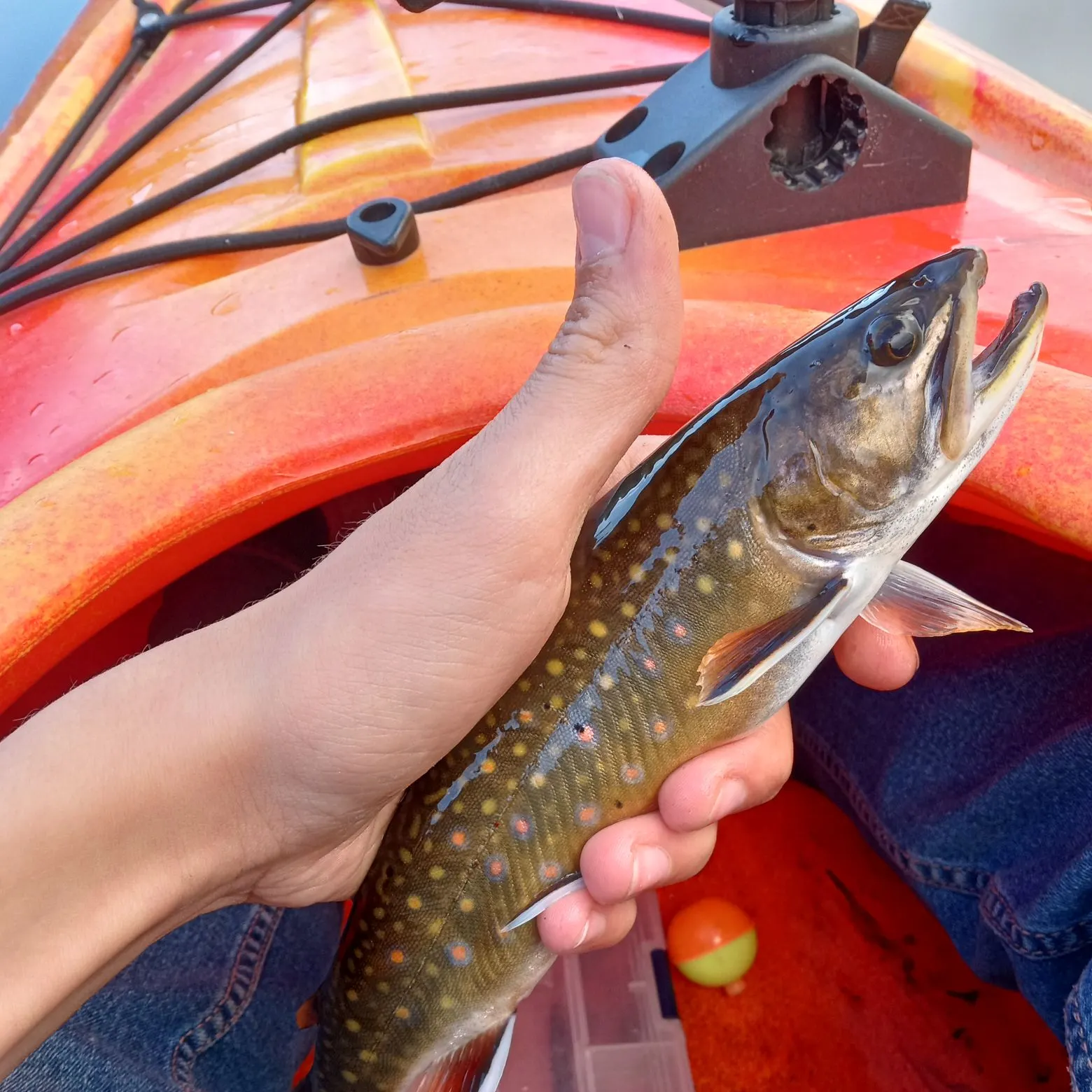 Brook trout caught on Fishbrain