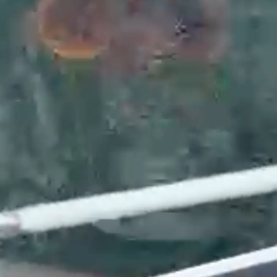 Striped searobin caught on Fishbrain
