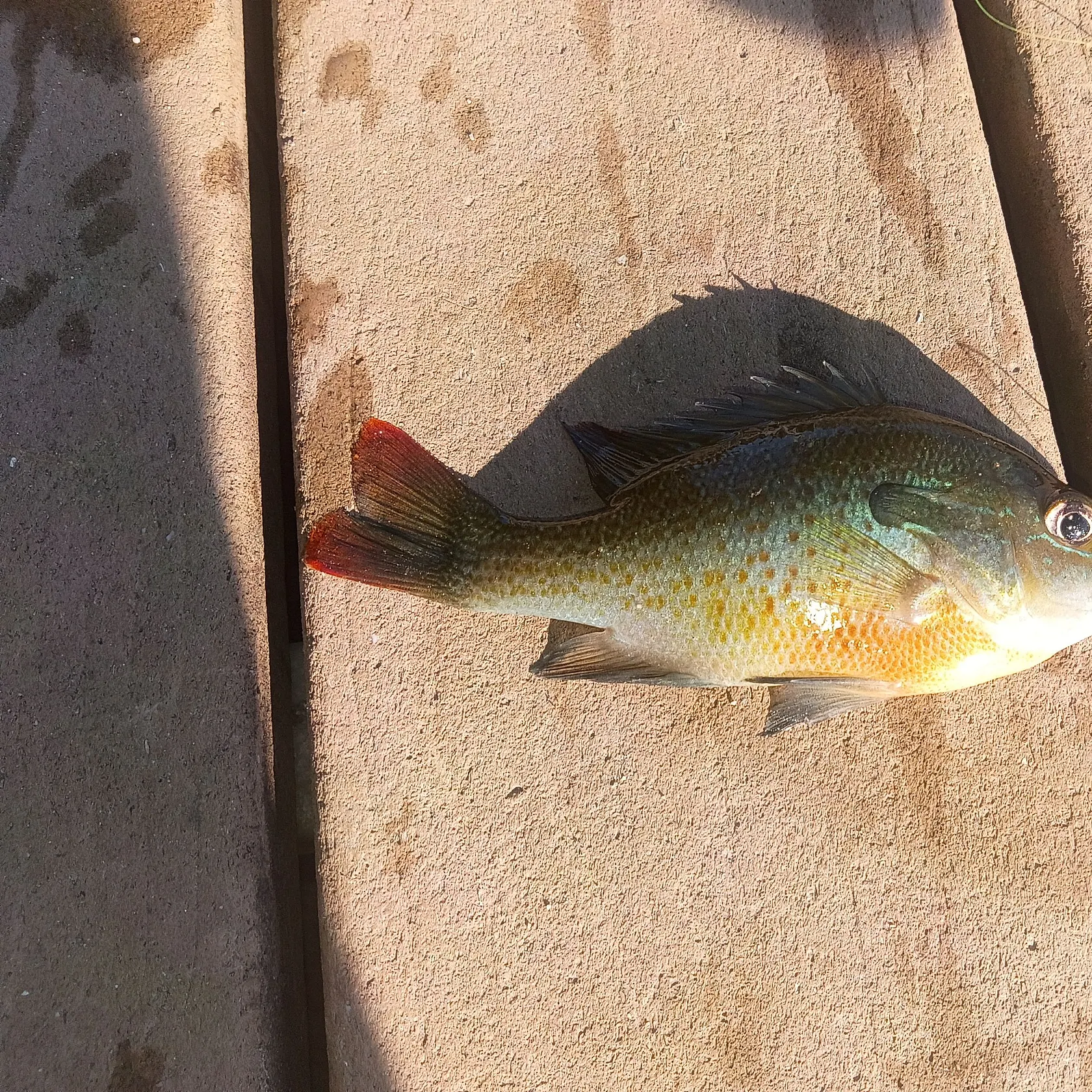Green sunfish caught on Fishbrain