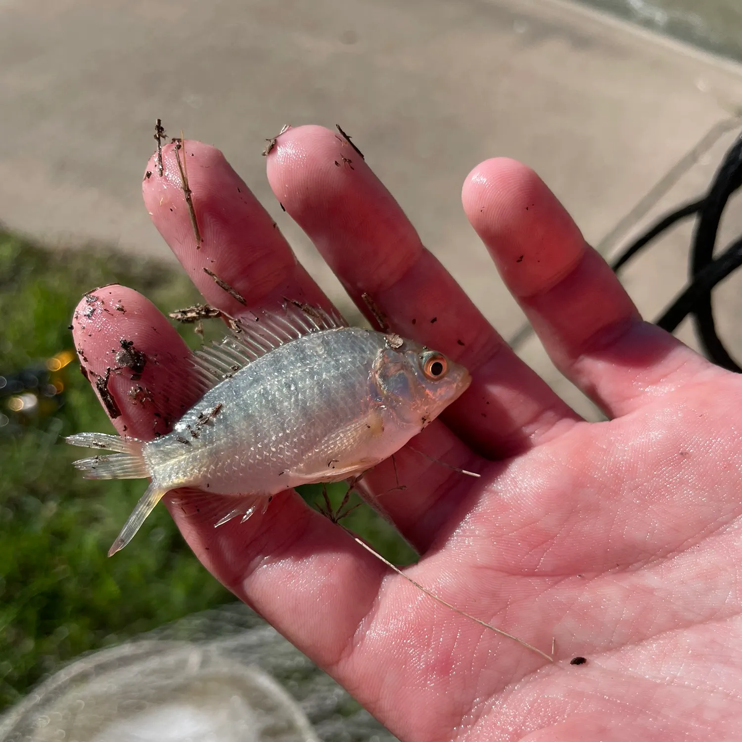 The most recent Nile tilapia catches on Fishbrain