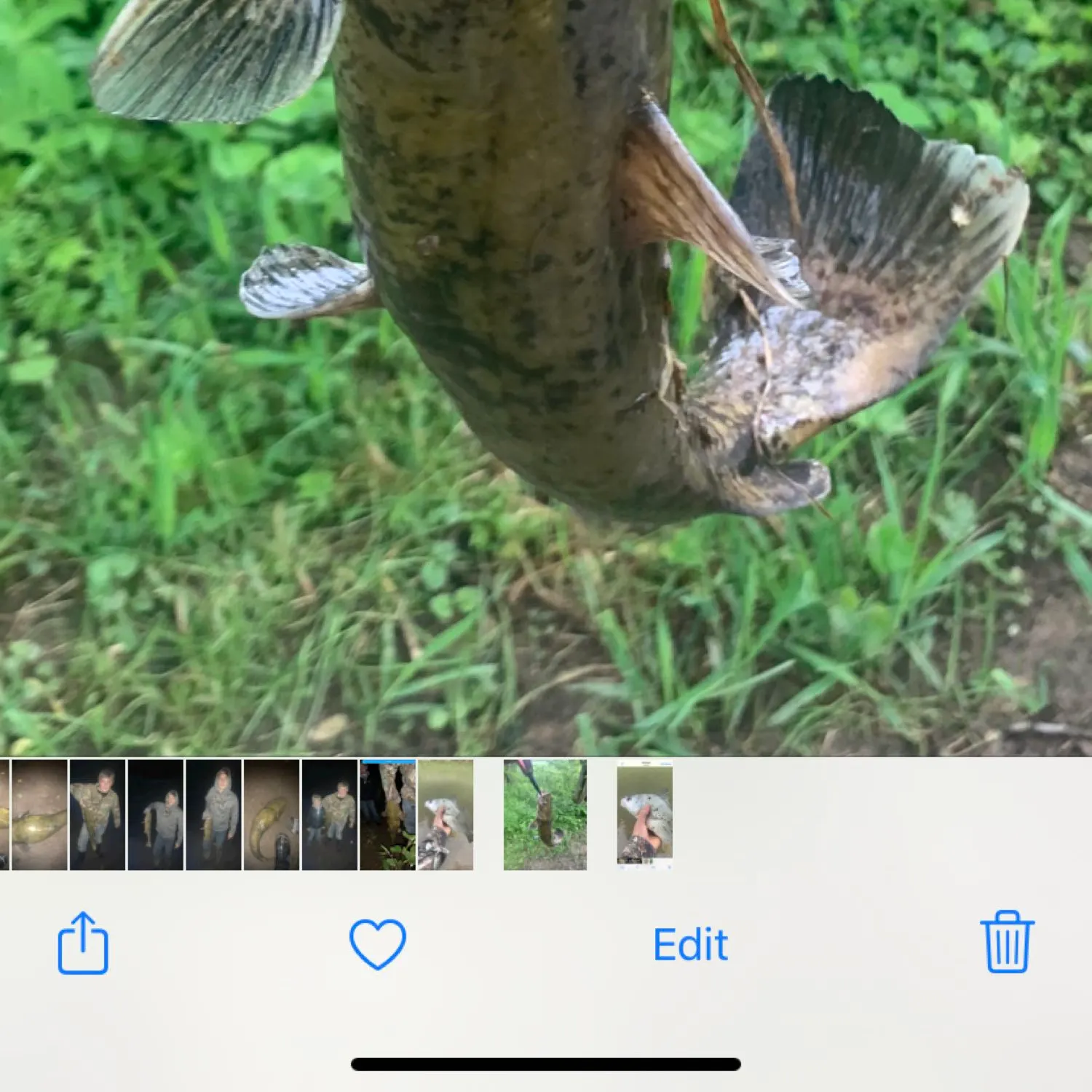 recently logged catches