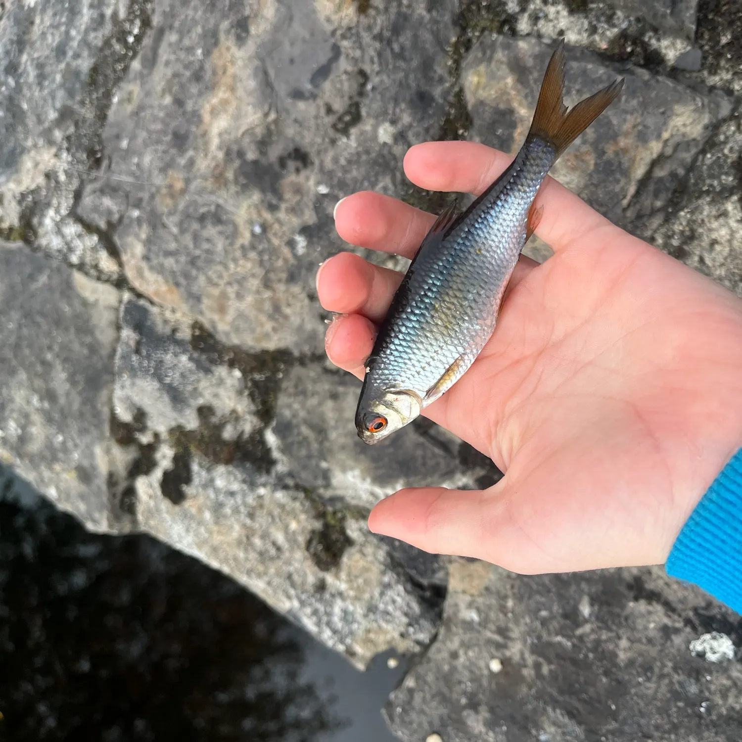 Common roach caught on Fishbrain