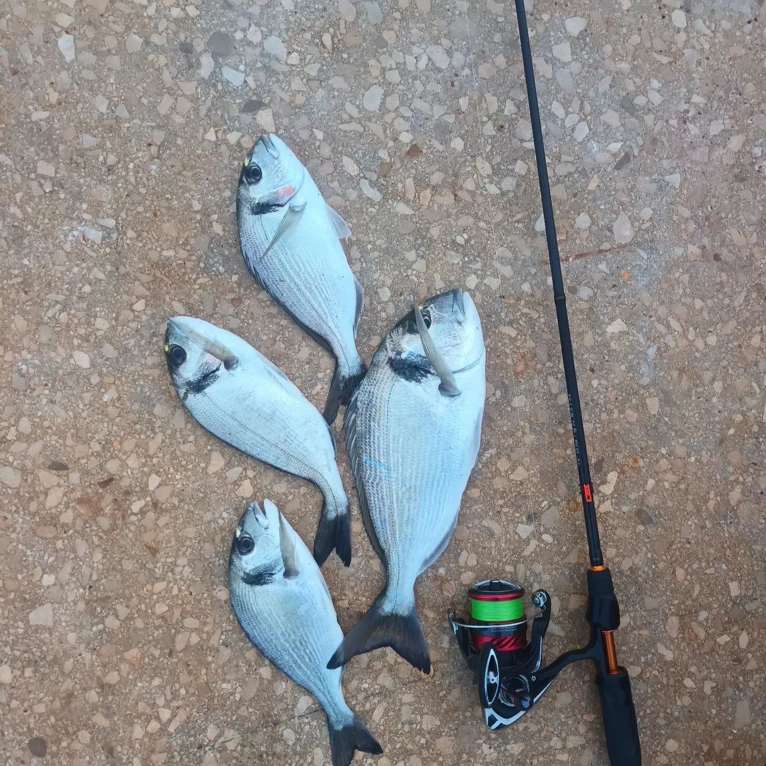 recently logged catches