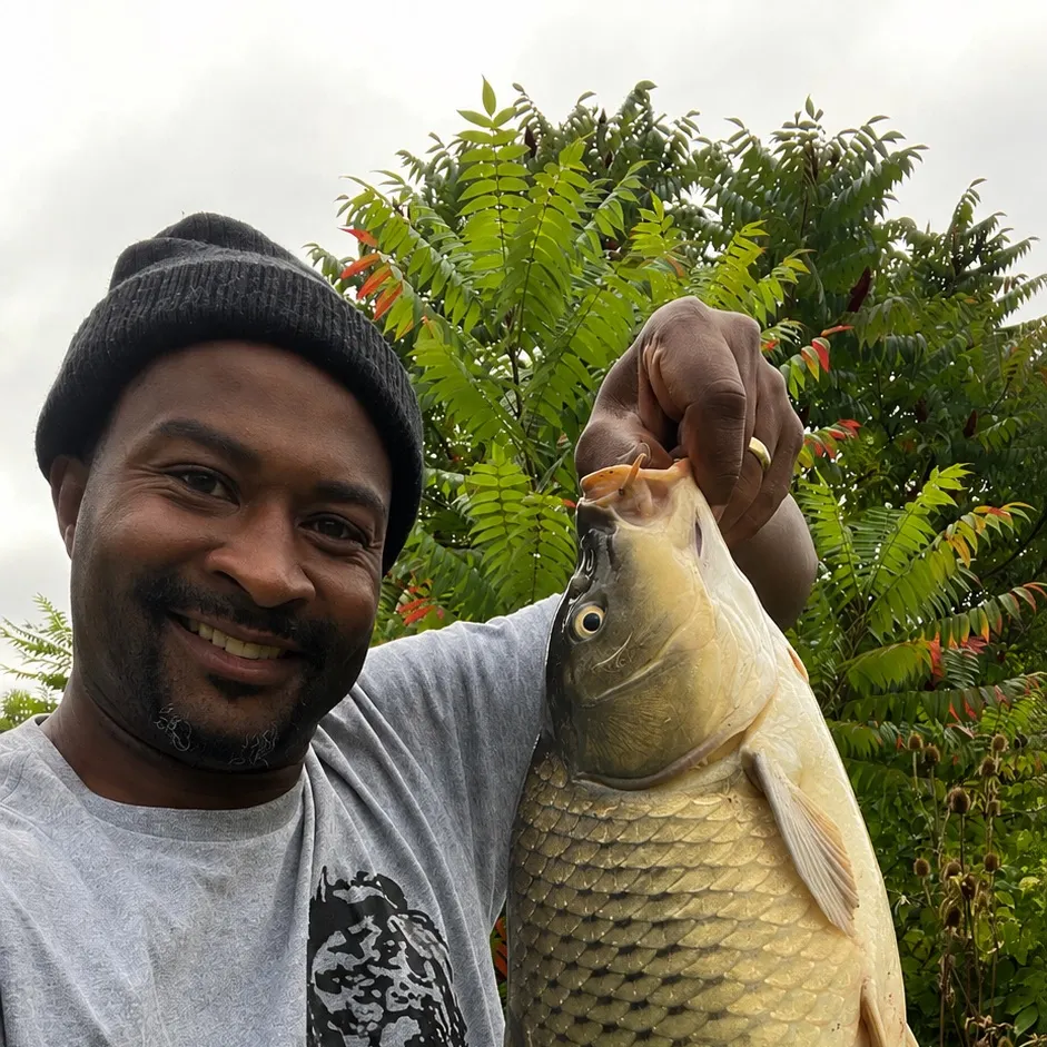 Common carp caught on Fishbrain