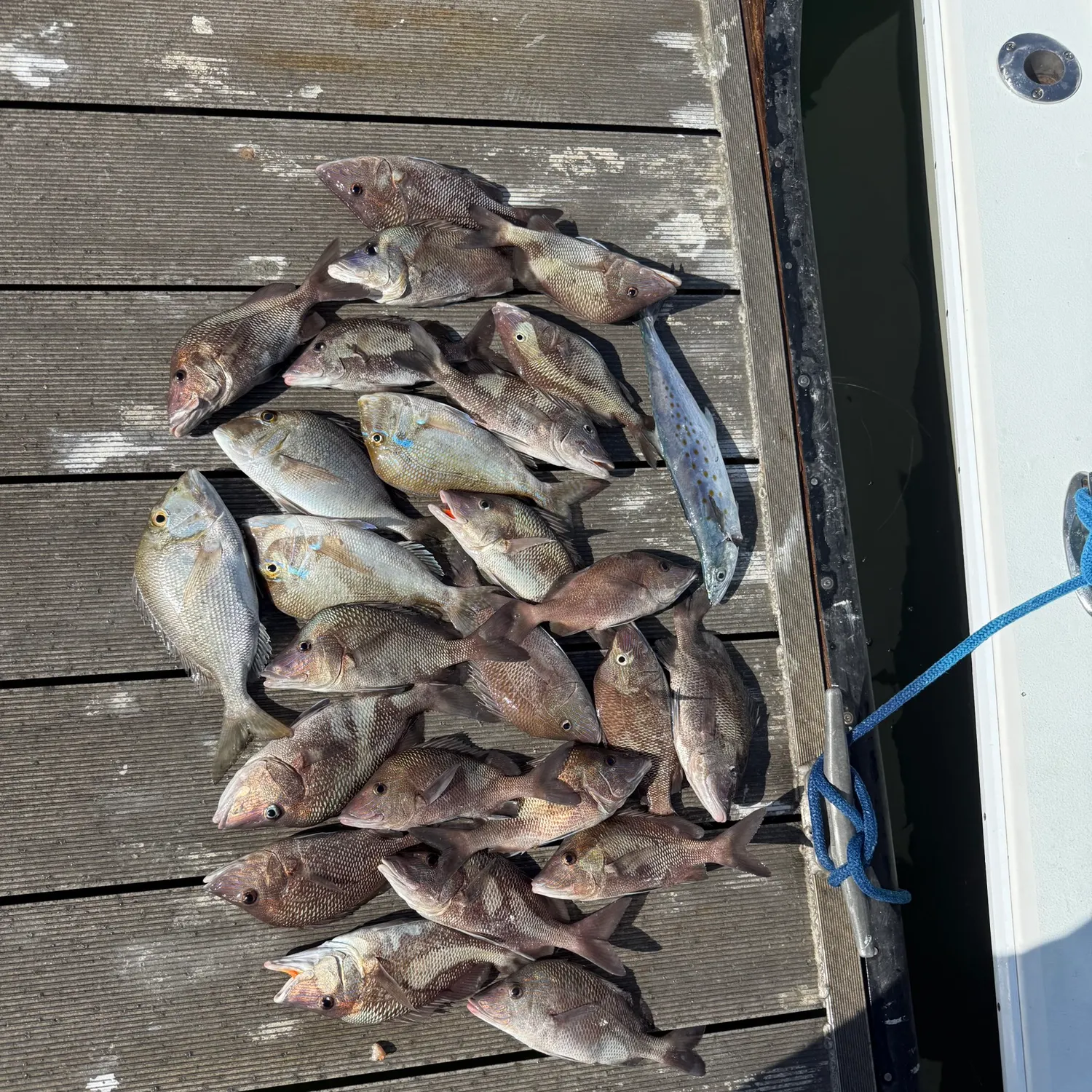 The most recent Jolthead porgy catches on Fishbrain