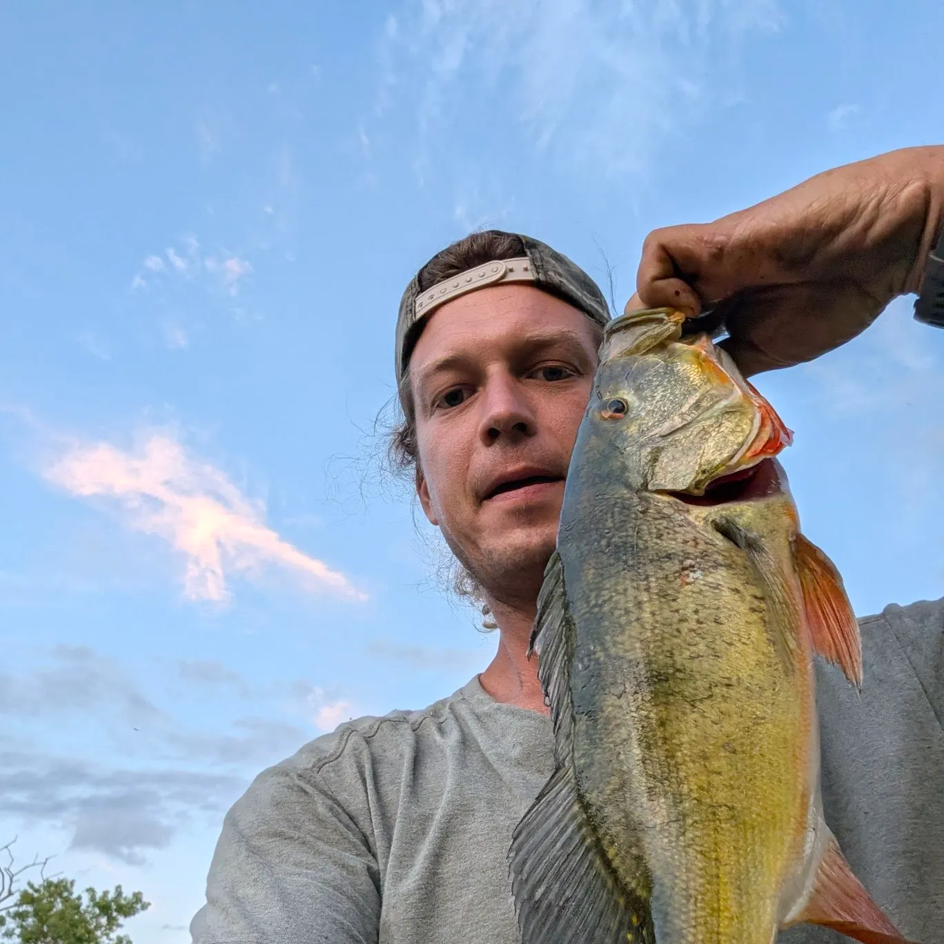 Butterfly peacock bass caught on Fishbrain