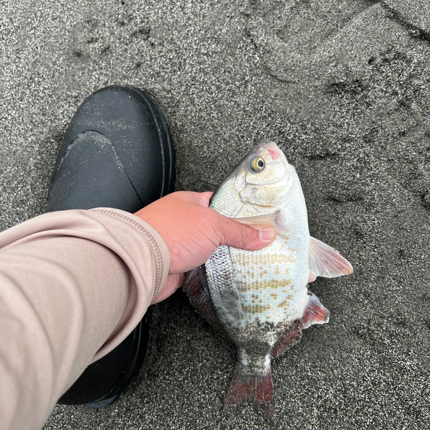 Redtail surfperch caught on Fishbrain